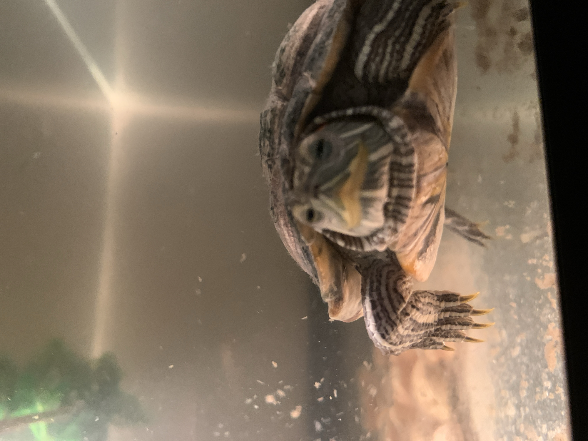 Turtles, selfies, and a beer can in Chaikovsky