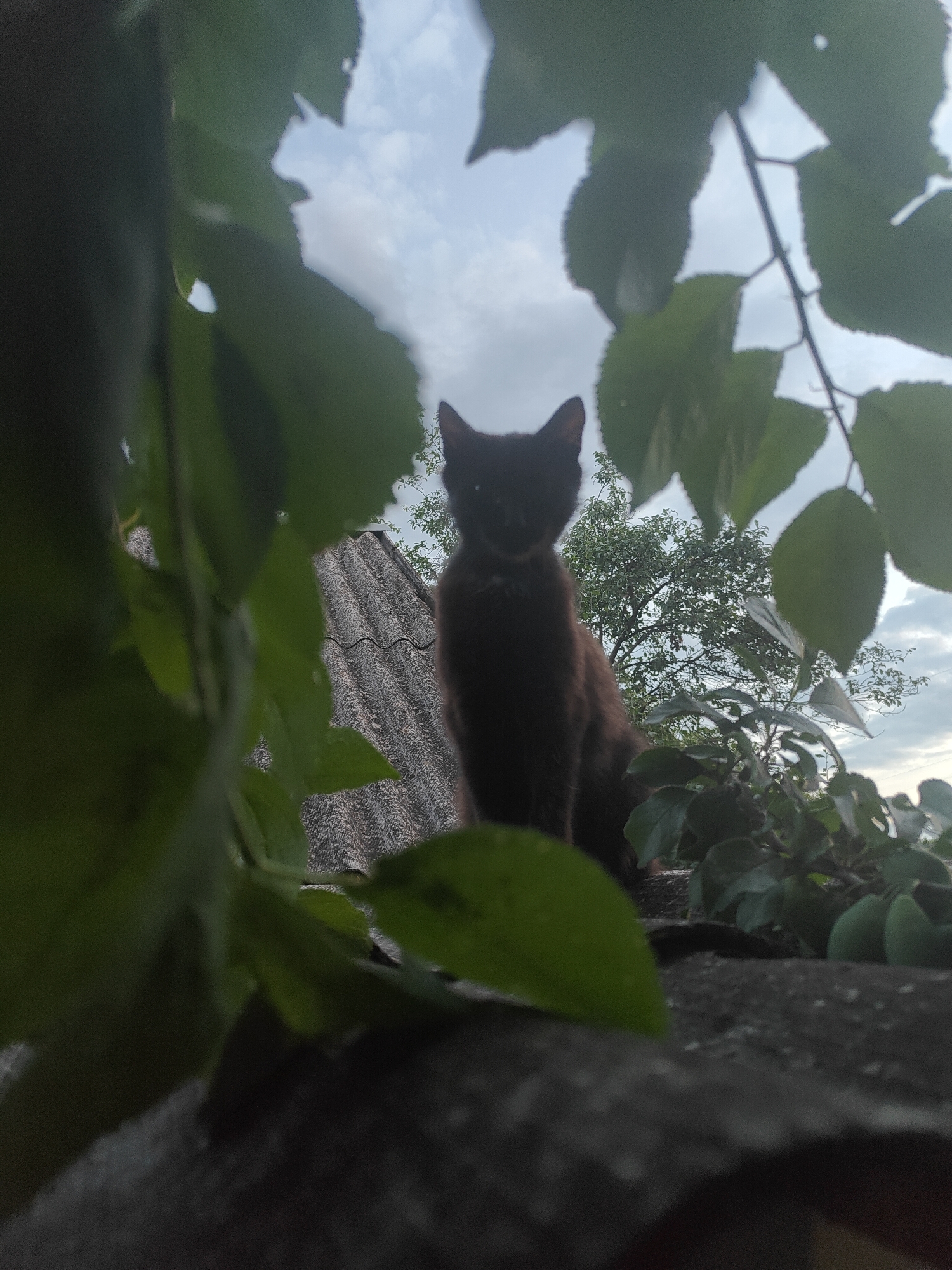 Ukrainian backyard barbecue with traditional food and wandering cat