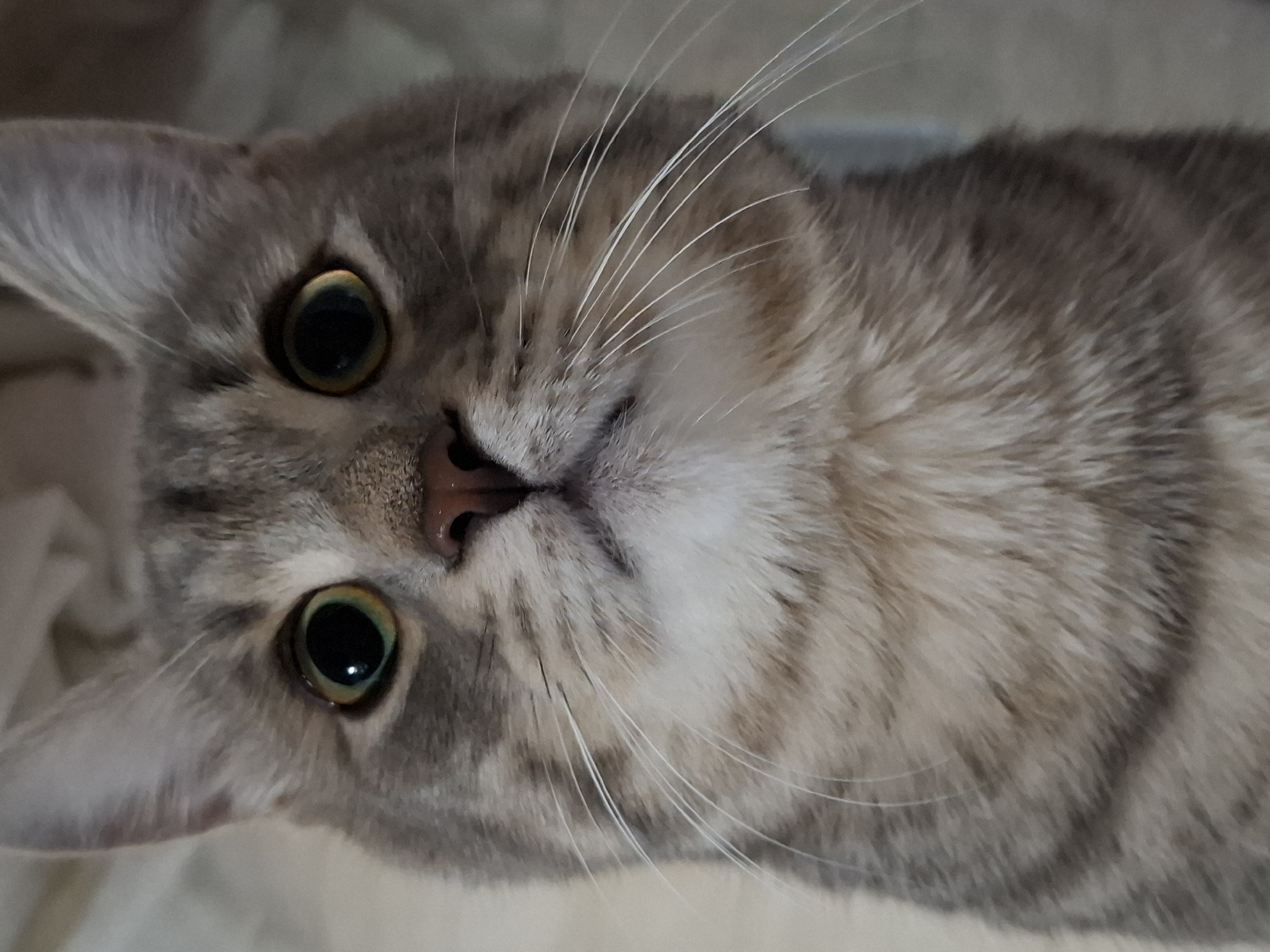 Tabby cat photo session captured in Novi Sad evening