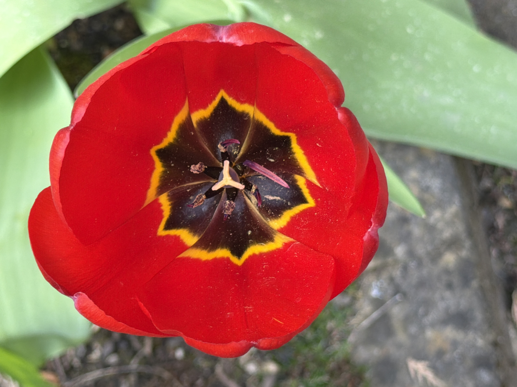 Spring moments captured in Luxembourg: tulips, fruit, dog