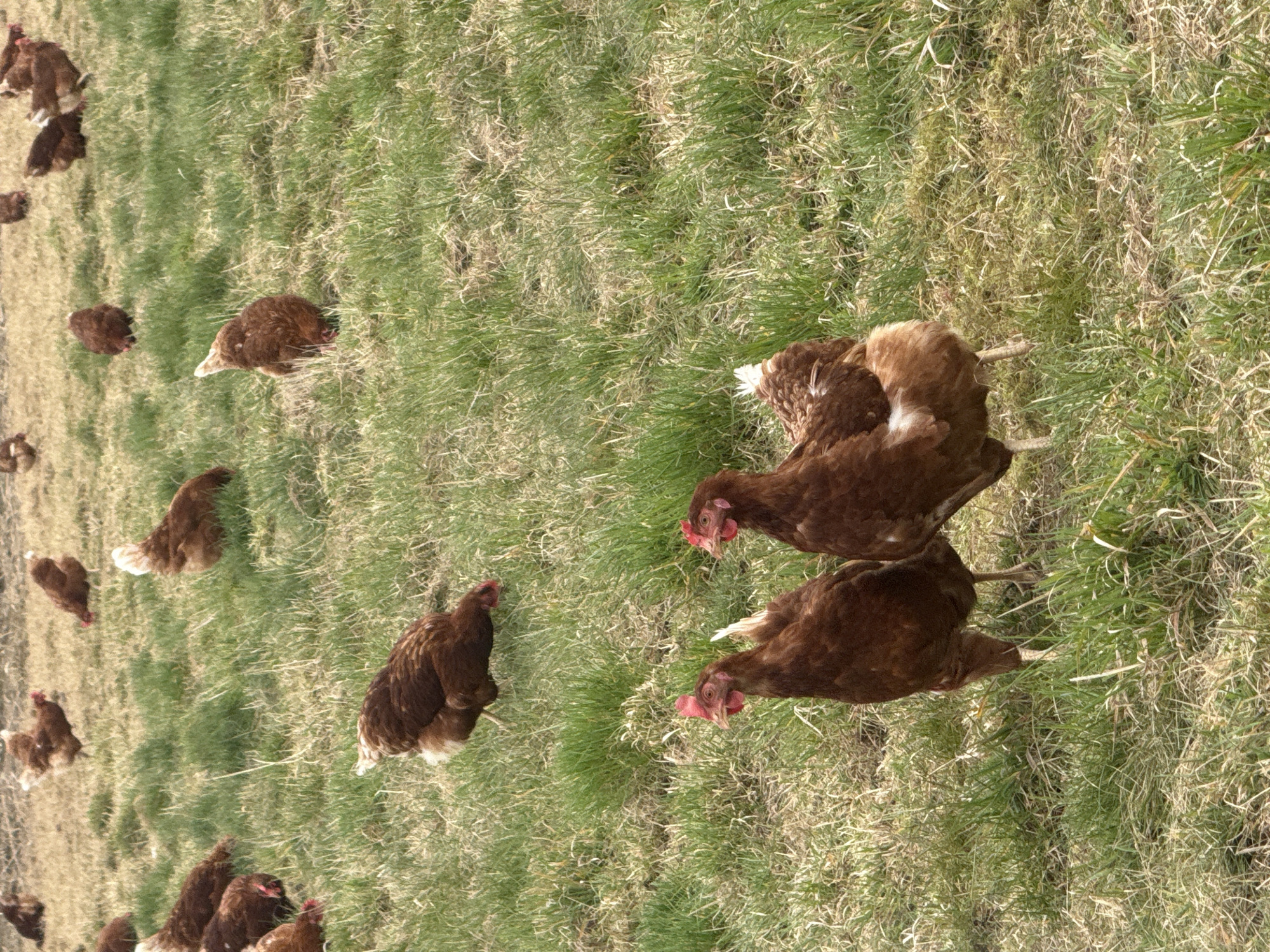 Brown chickens forage in field near Ampfing, Germany