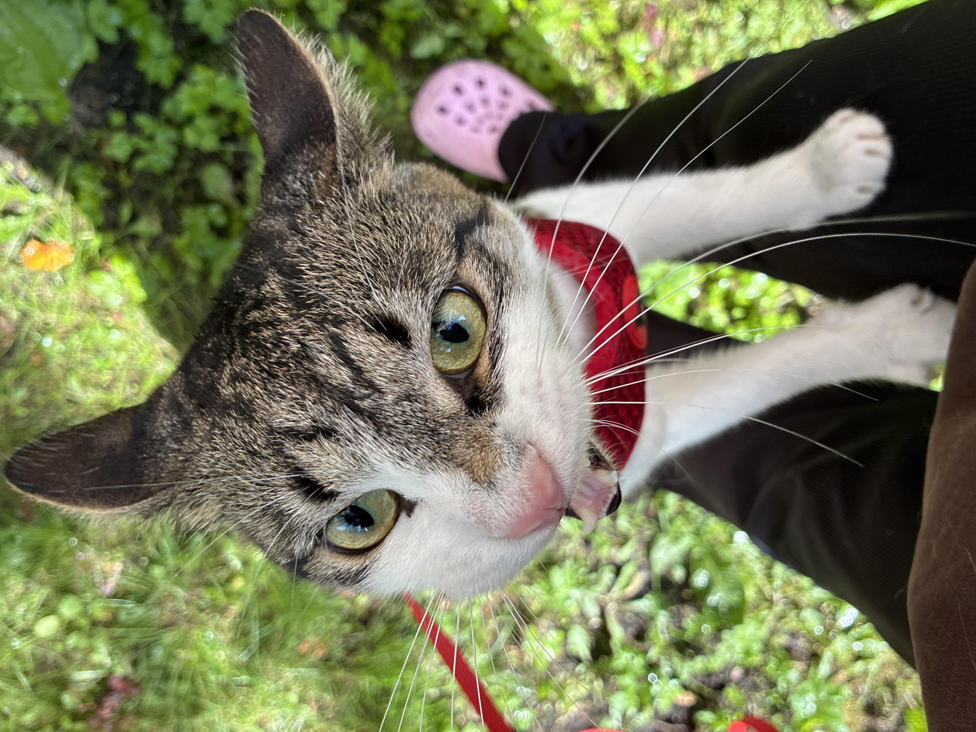 Bandana-wearing tabby cat chills on a lap in Riga