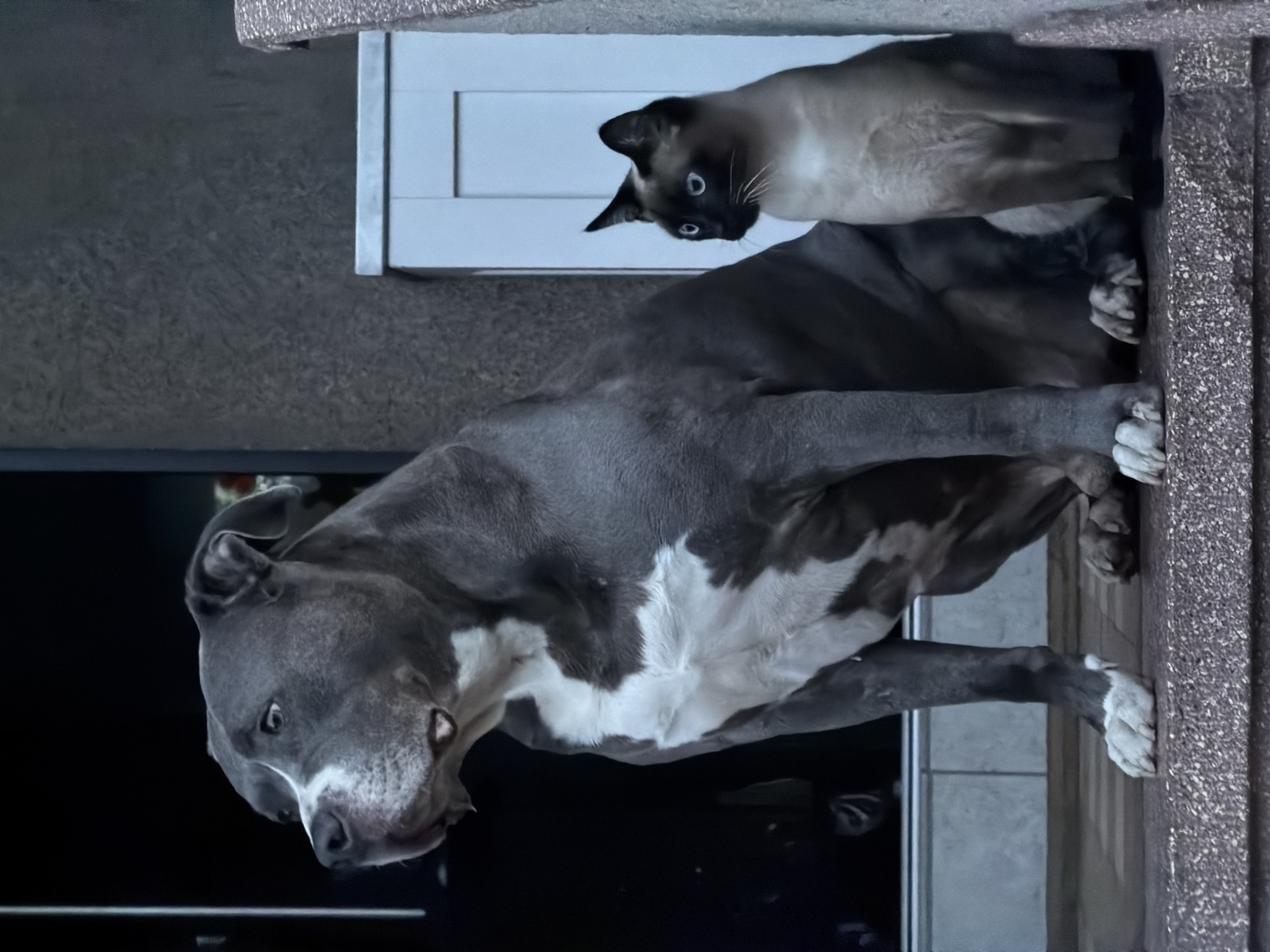 Dog-cat companionship and eyewear promotion captured in Luxembourg