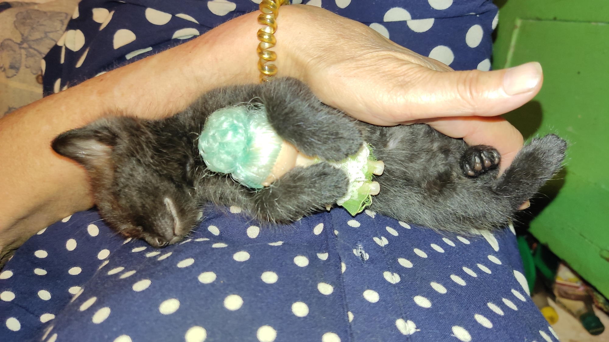 Tiny black kitten naps with a stuffed bunny in Odesa