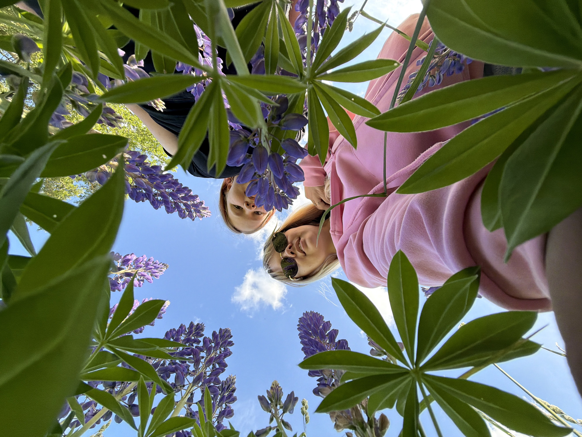 Young people photograph lupine flowers, tractor monument in Russian villages