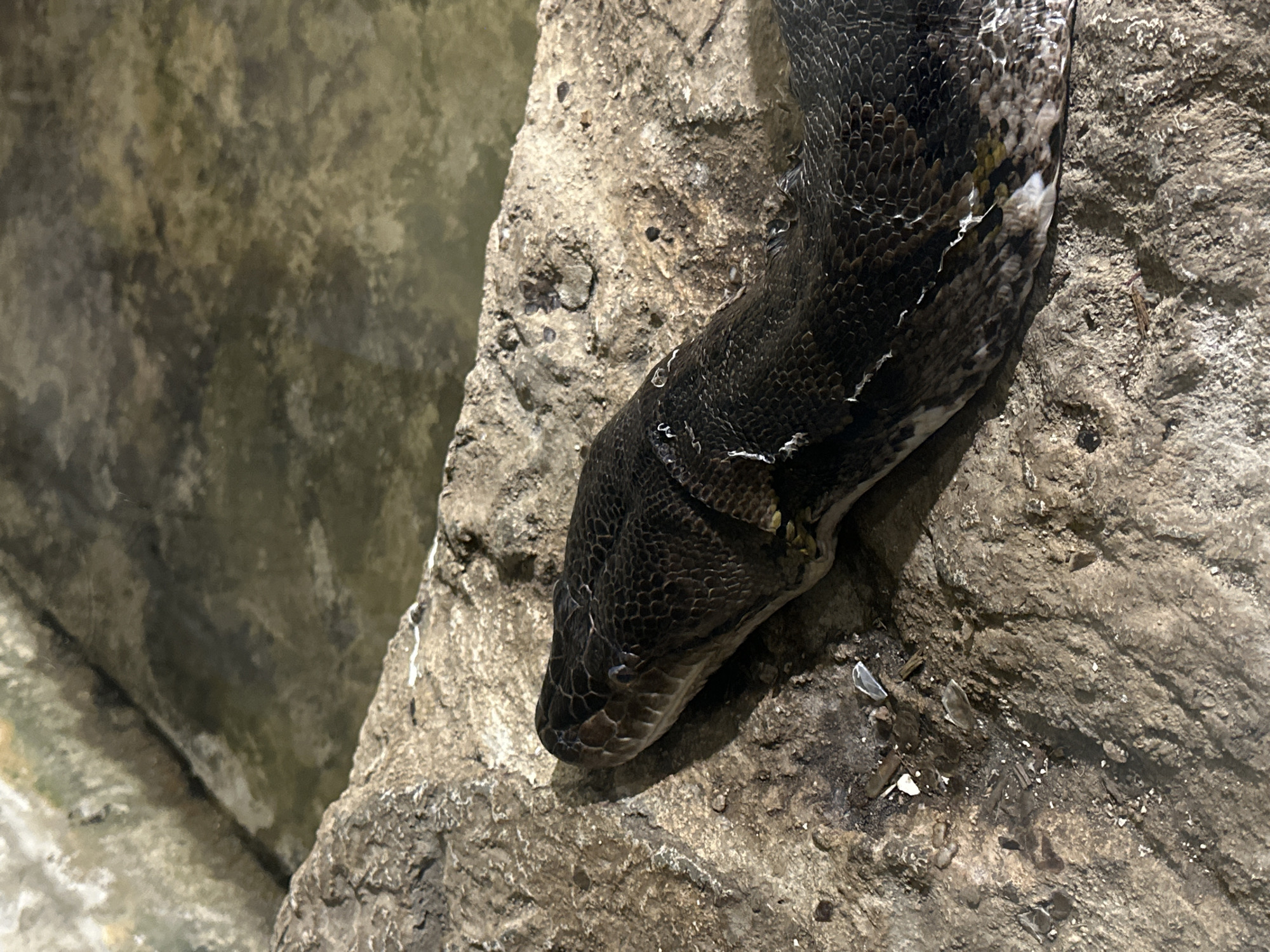 Reptiles observed in zoo enclosures during afternoon visit