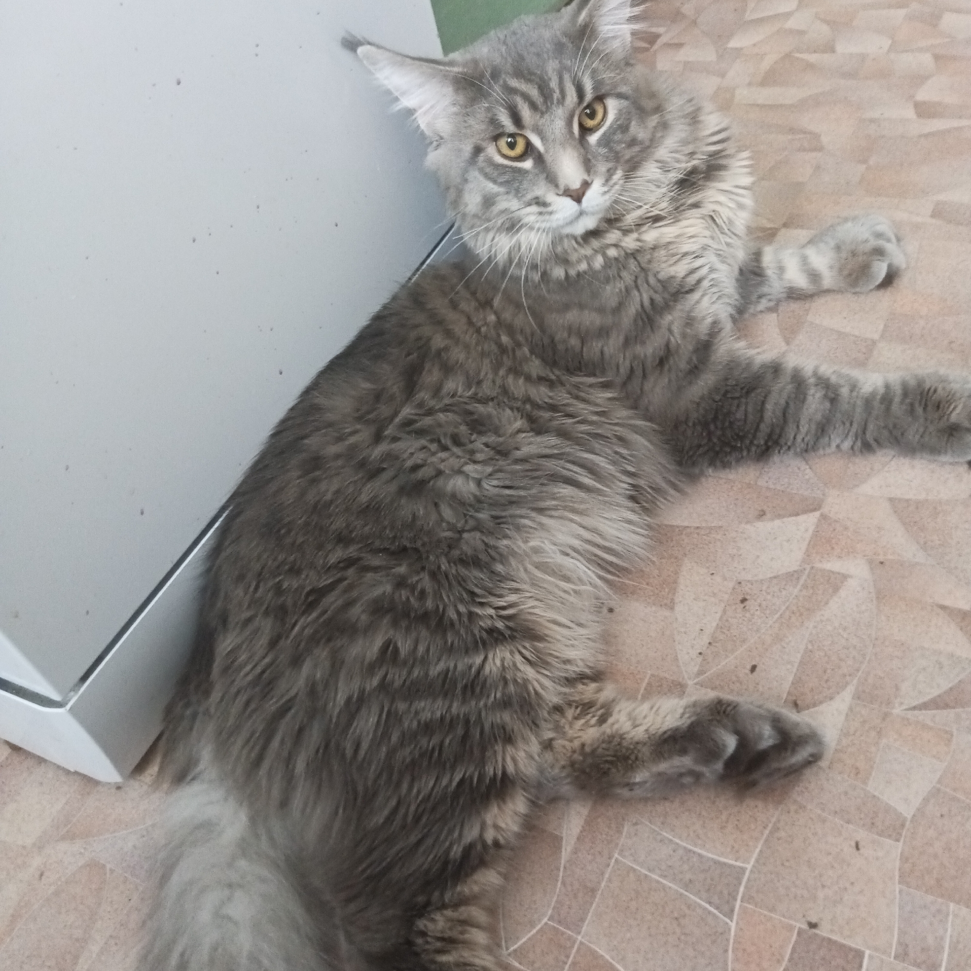 Gray Cat Photographed Indoors in Chaikovsky, Russia