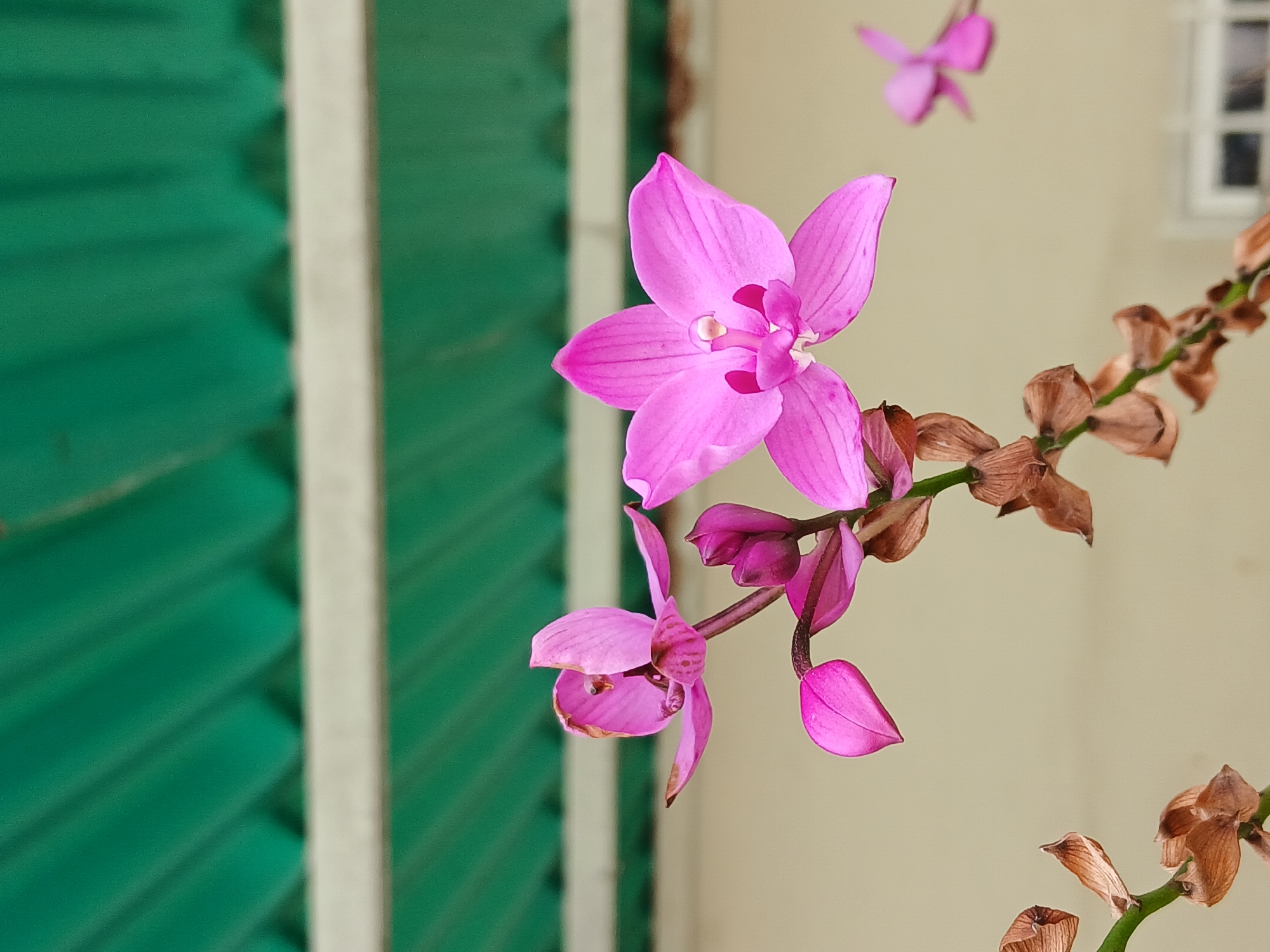 Garden flowers documented in close-up shots in Apartaderos
