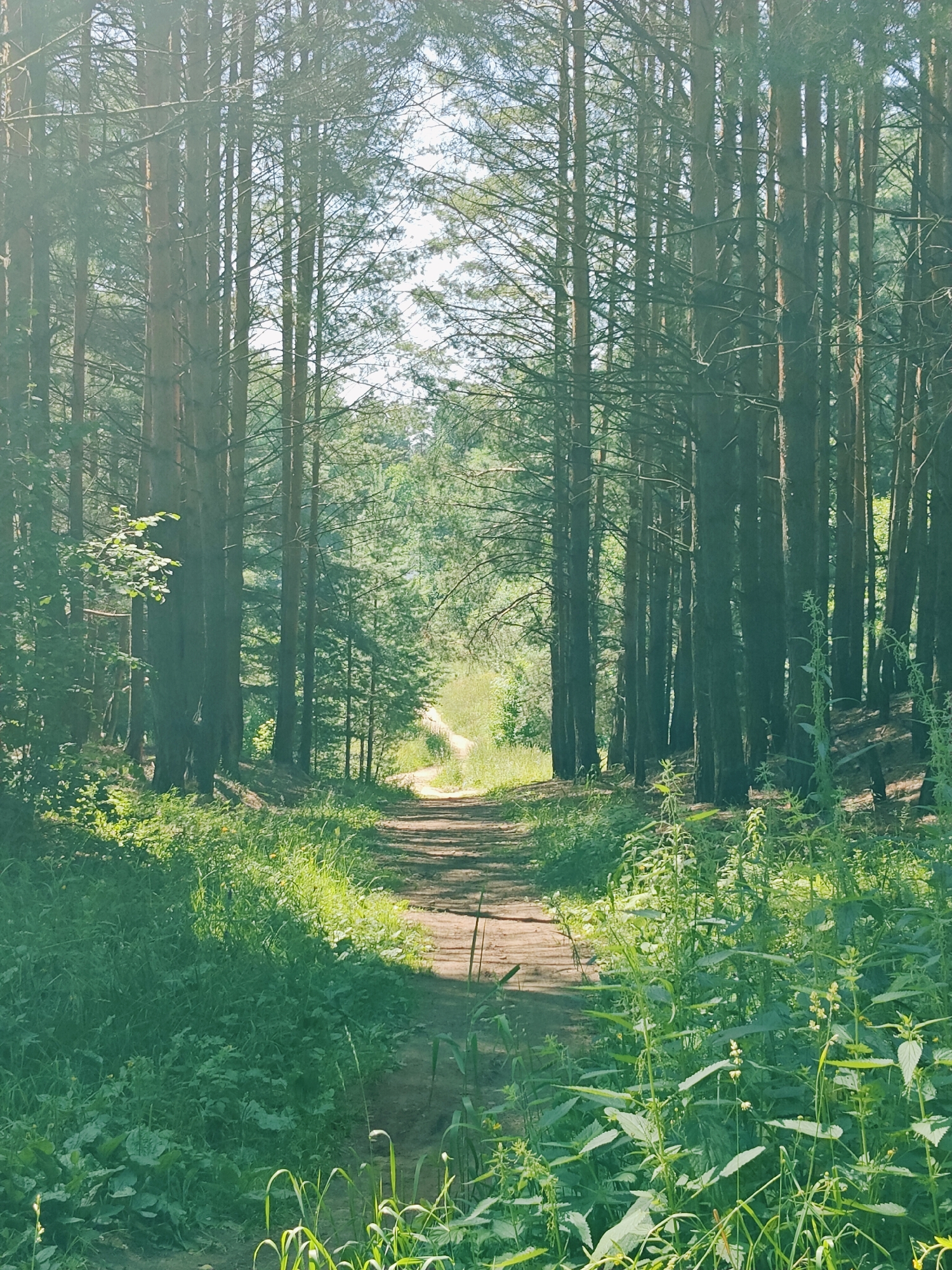 Forest tracks and riverbanks on Chaikovsky's quiet outskirts
