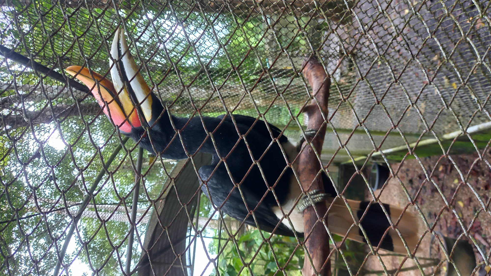 Zoo visit captures diverse bird species in Takdat, Thailand