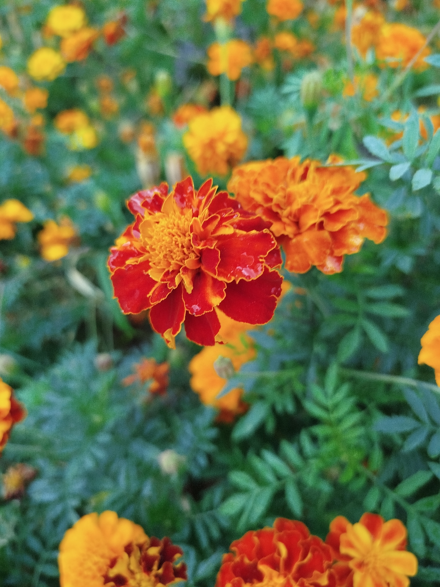 Flowers and waterside landscapes on a quiet overcast morning