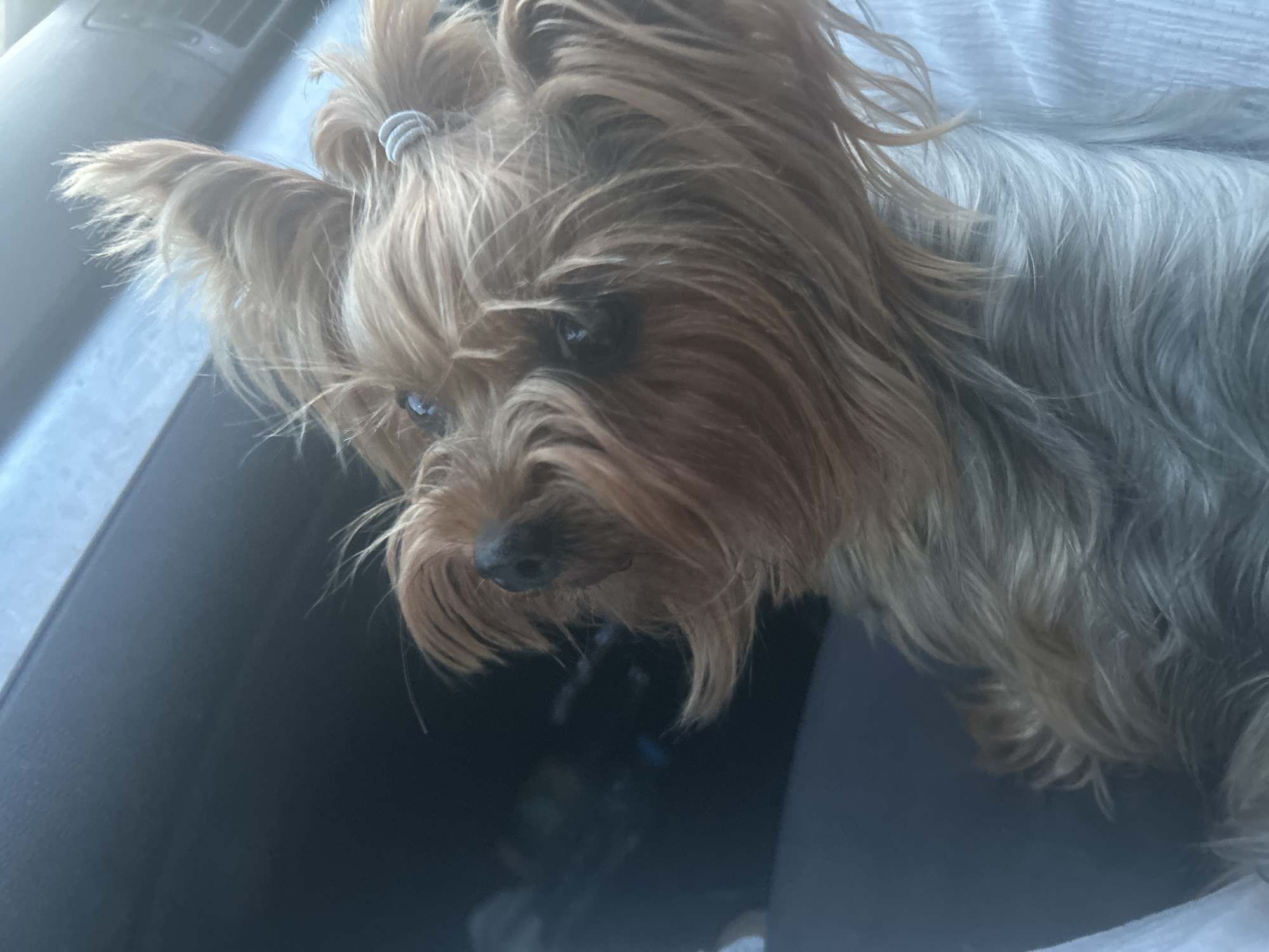 Yorkshire Terrier photographed in close-up in Burgas, Bulgaria