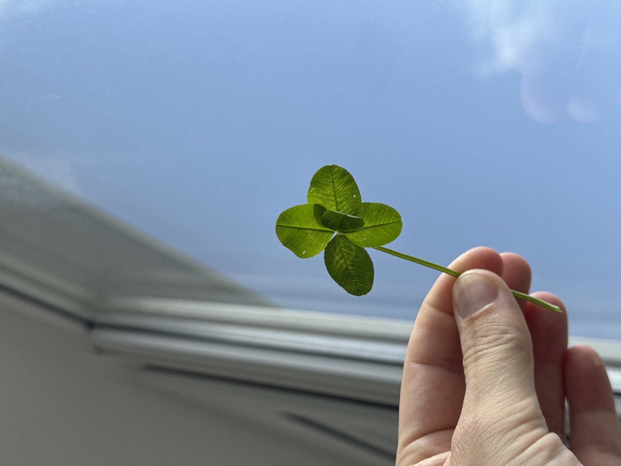 Four-leaf clover discovered and photographed in Krasnodar, Russia