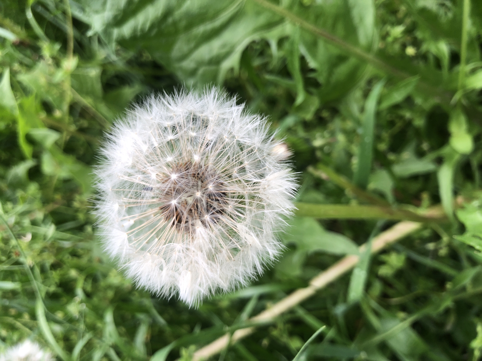 Spring morning flora documented across Kyiv park spaces