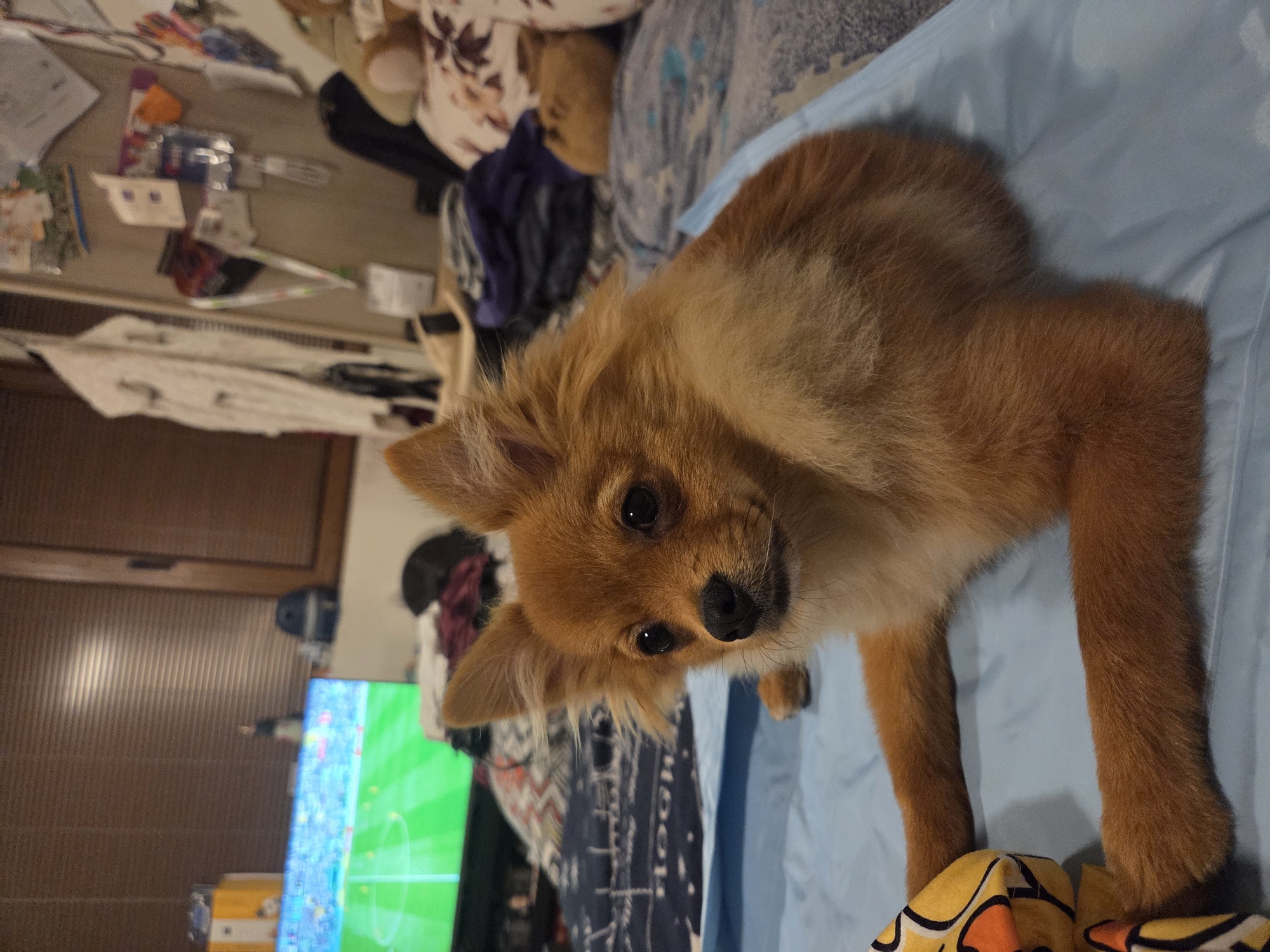 Pomeranian dog plays and rests in Sofia bedroom