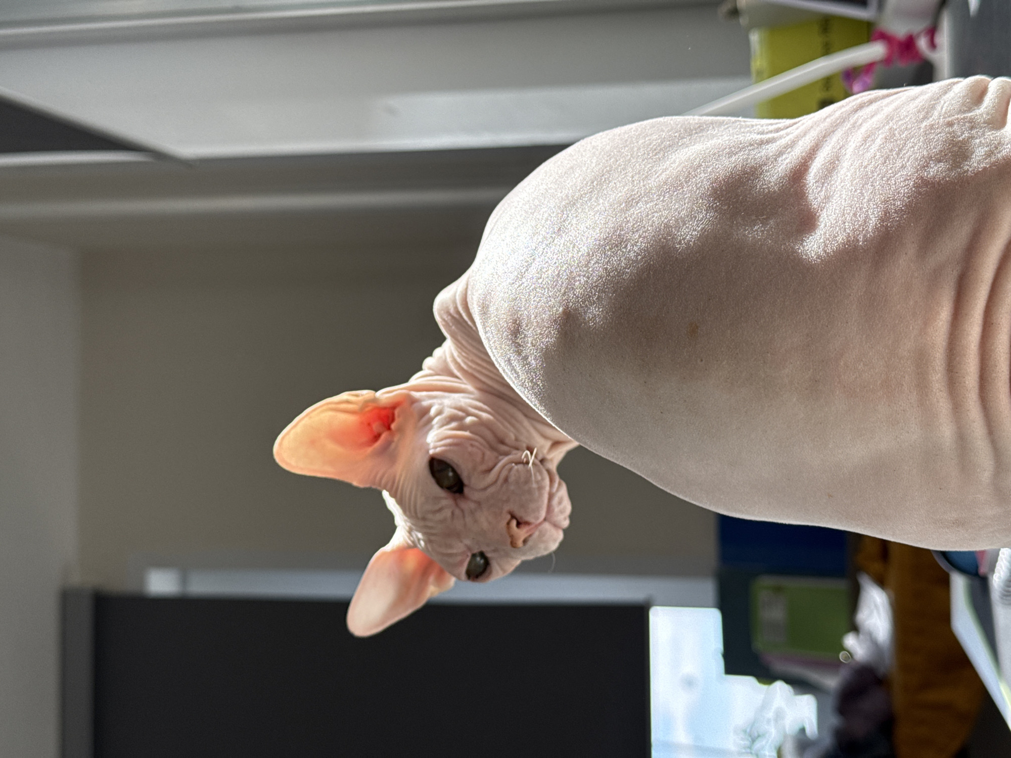 Sphynx cats soaking up window light in Krasnoyarsk