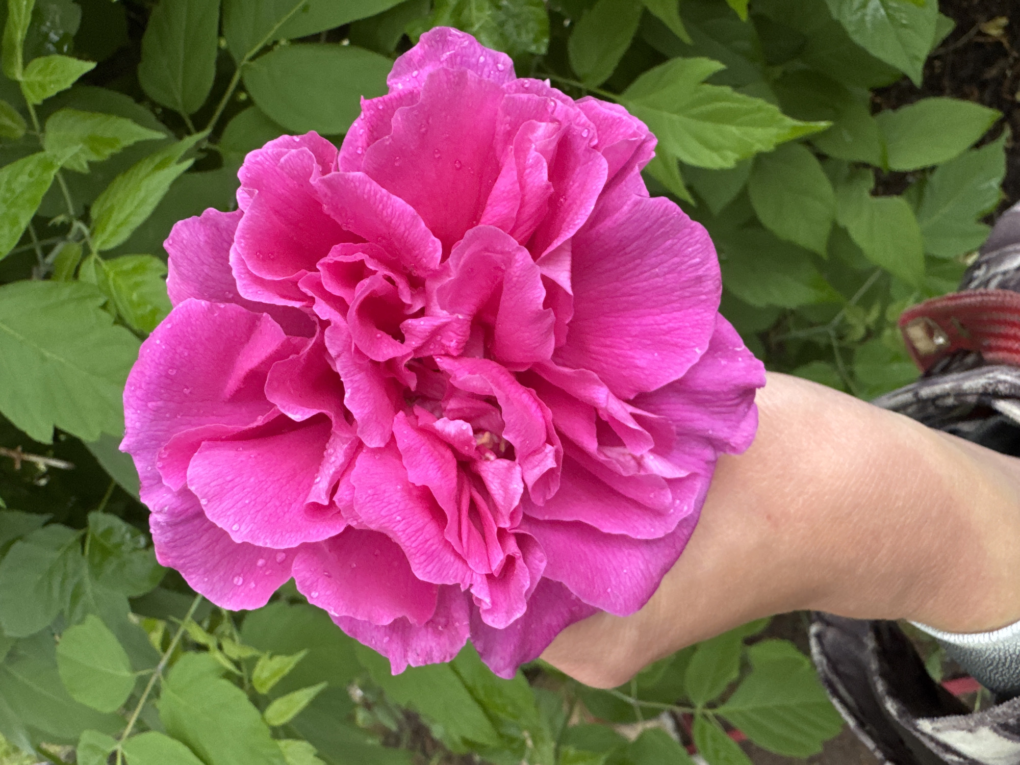Morning observations captured in Chaikovsky, Russia during rainy conditions