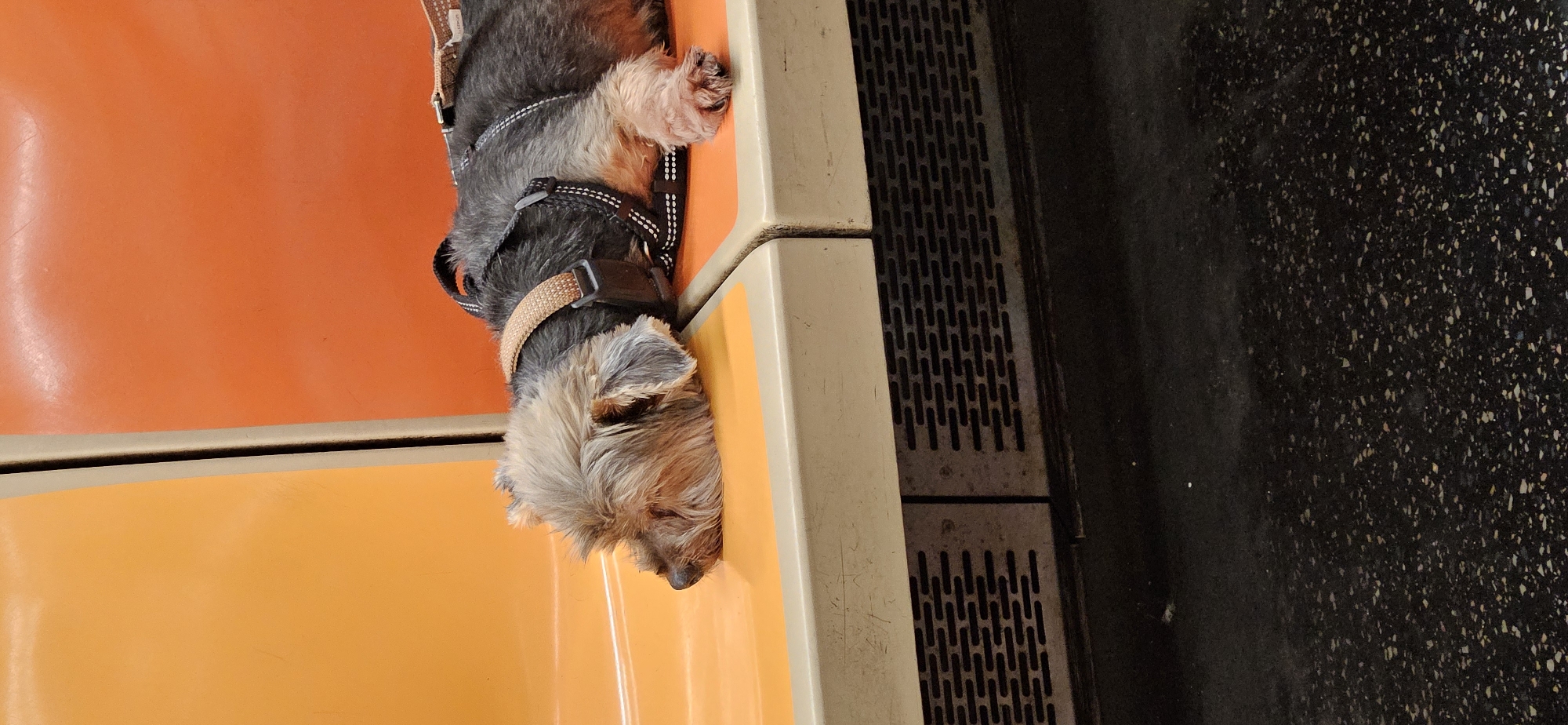 Yorkie naps on orange NYC subway seat