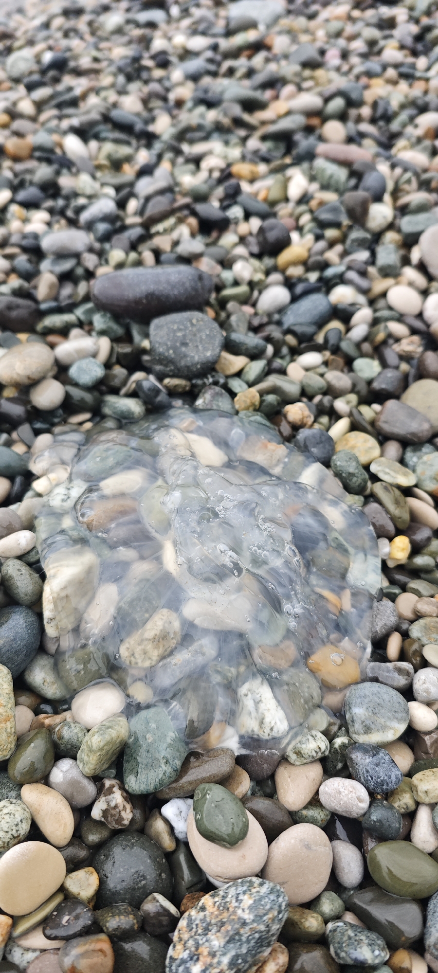 Beach debris, stone cairns, jellyfish documented on Abkhazia shore