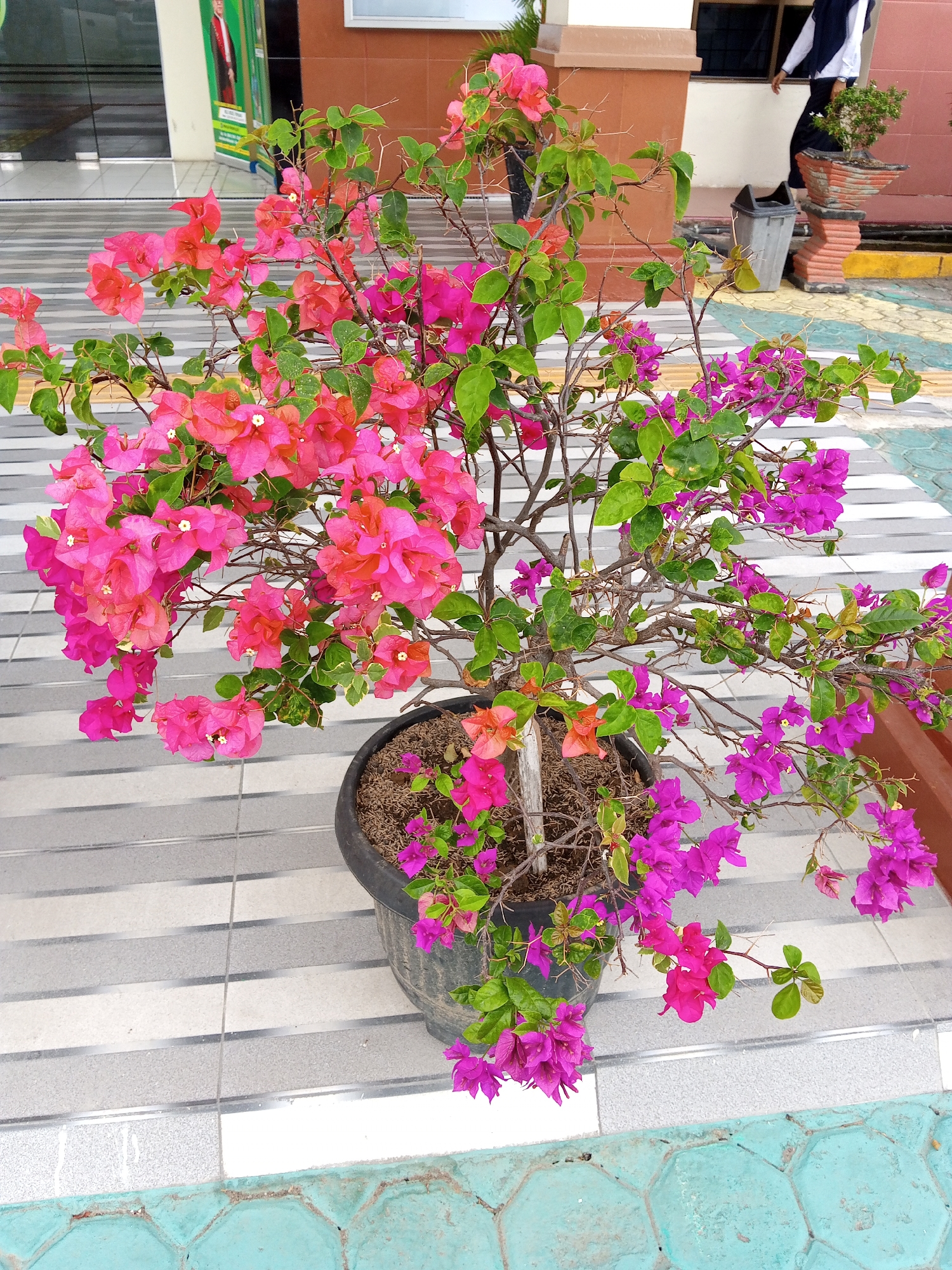 Morning botanical survey captures colorful bougainvillea plants across Bireuen