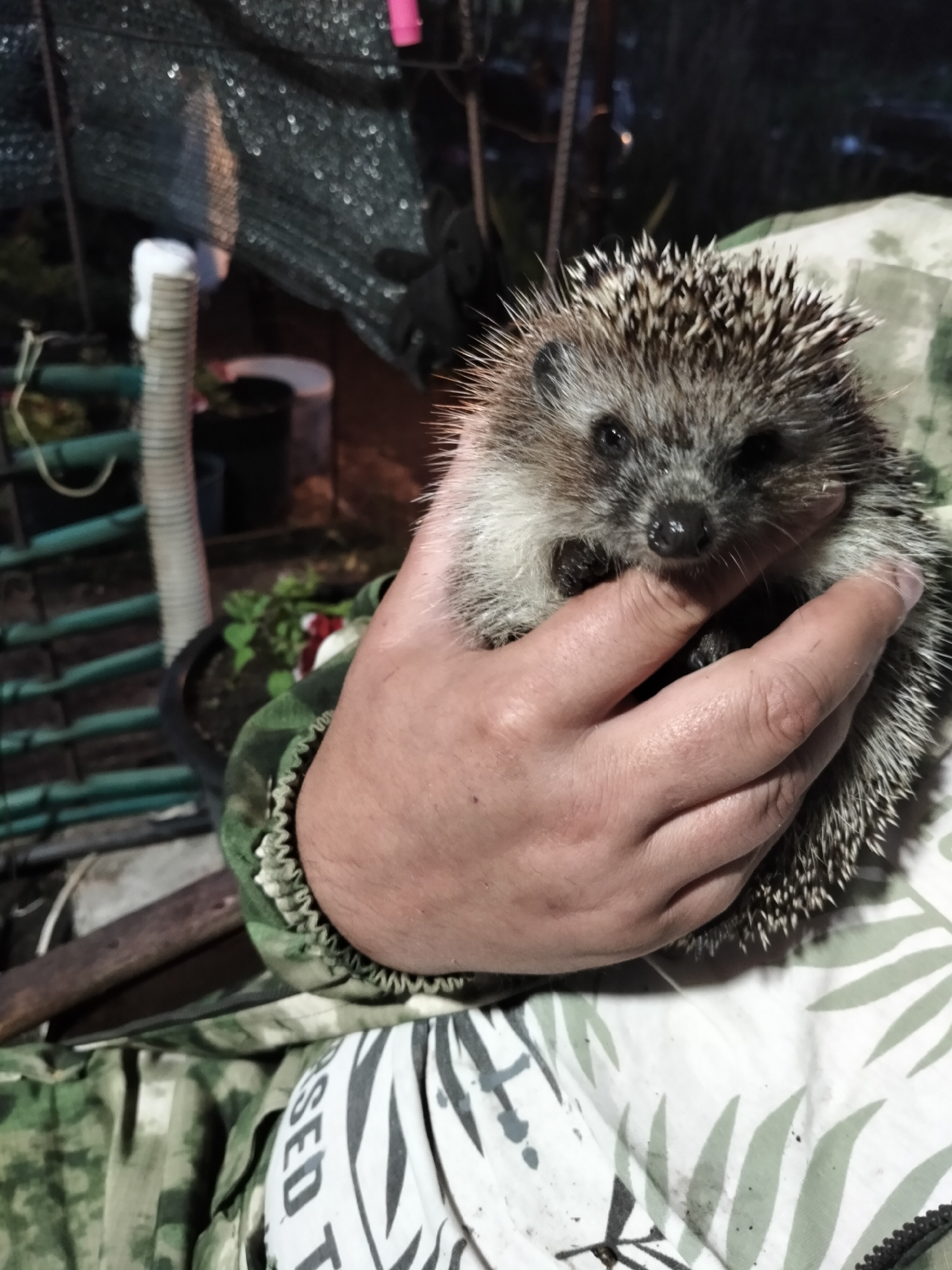 Evening life documented in Shchastia: cats, hedgehog, rain-soaked streets
