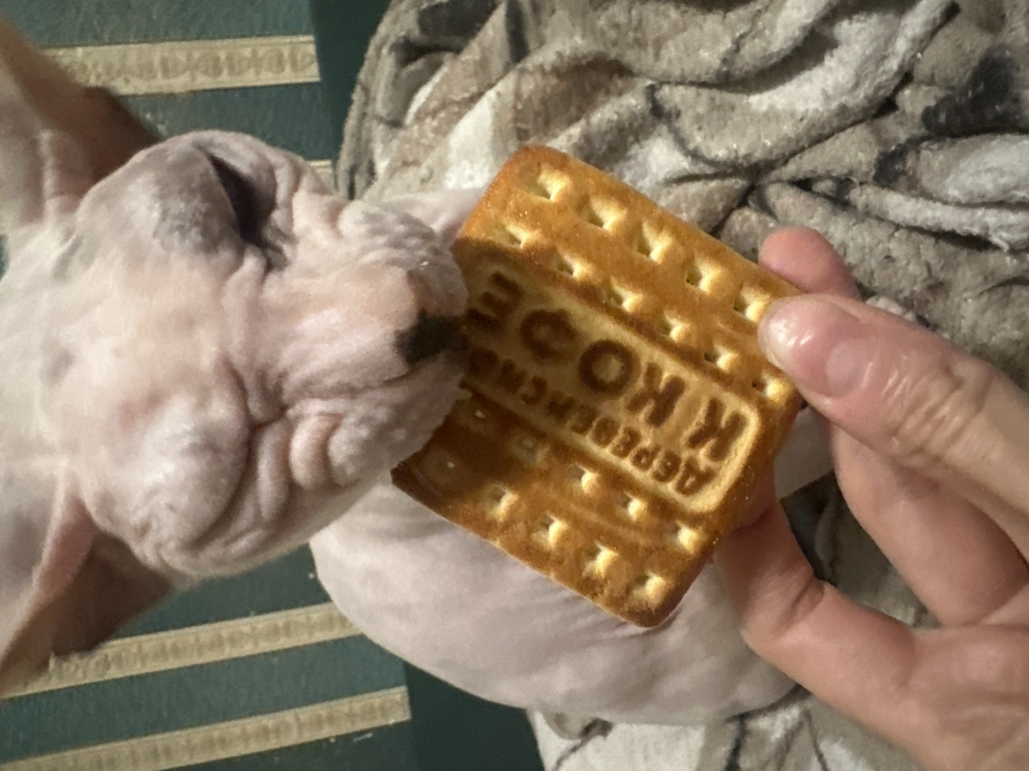 Sphynx cat, tarot cards, and snacks on a lazy afternoon