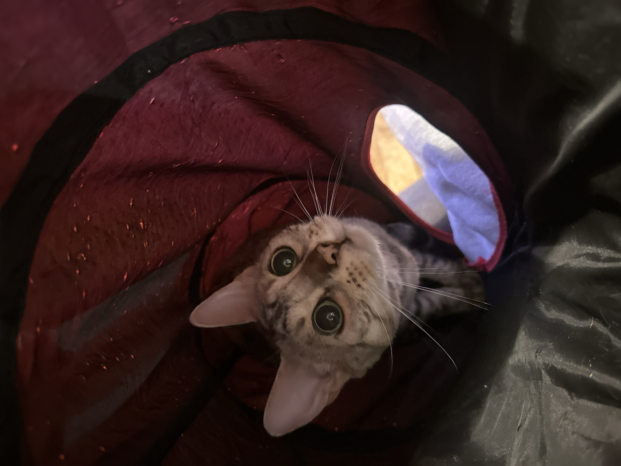 Tabby cat plays in fabric tunnel in London