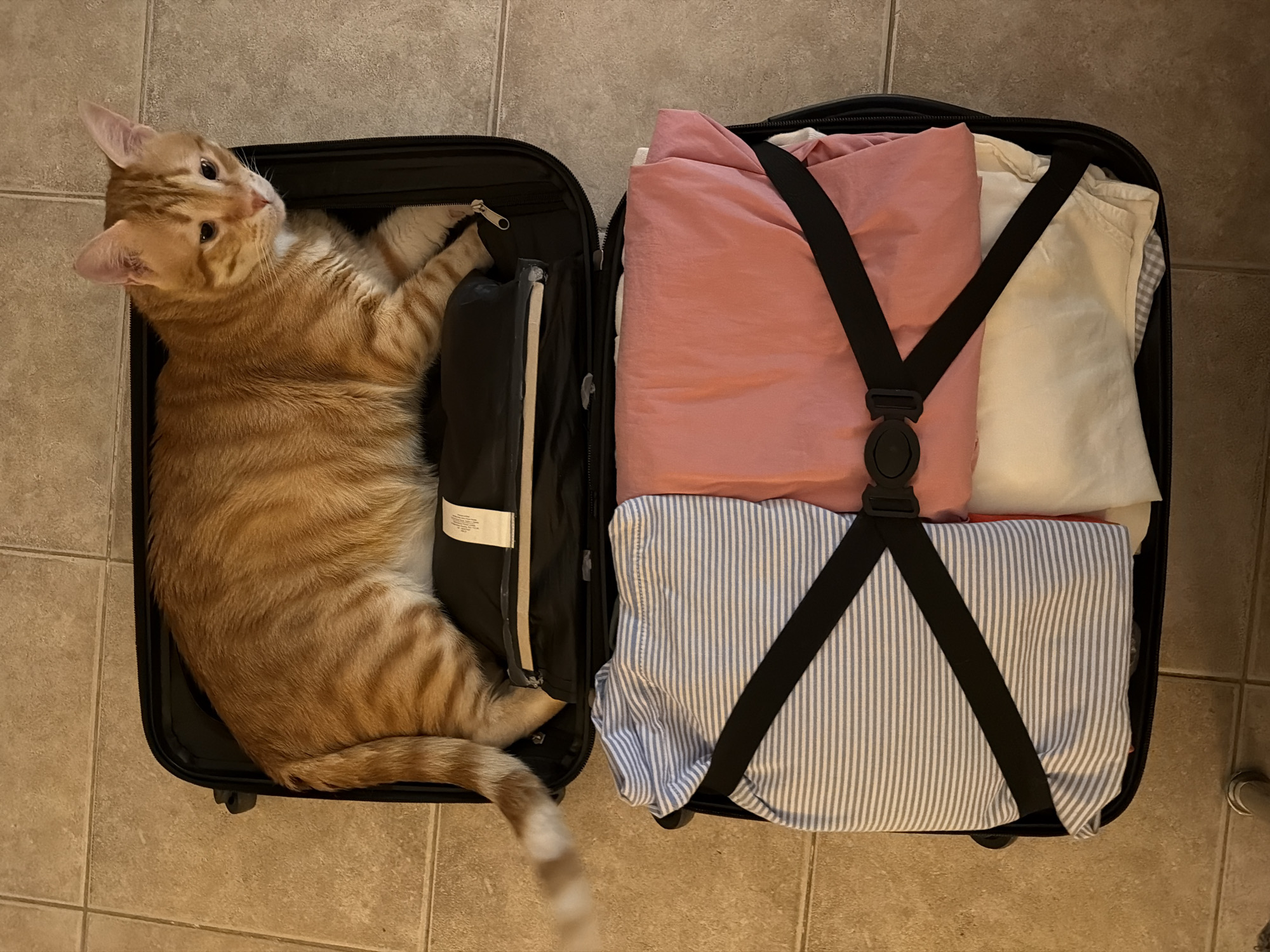 Cat disrupts packing by repeatedly climbing into suitcases