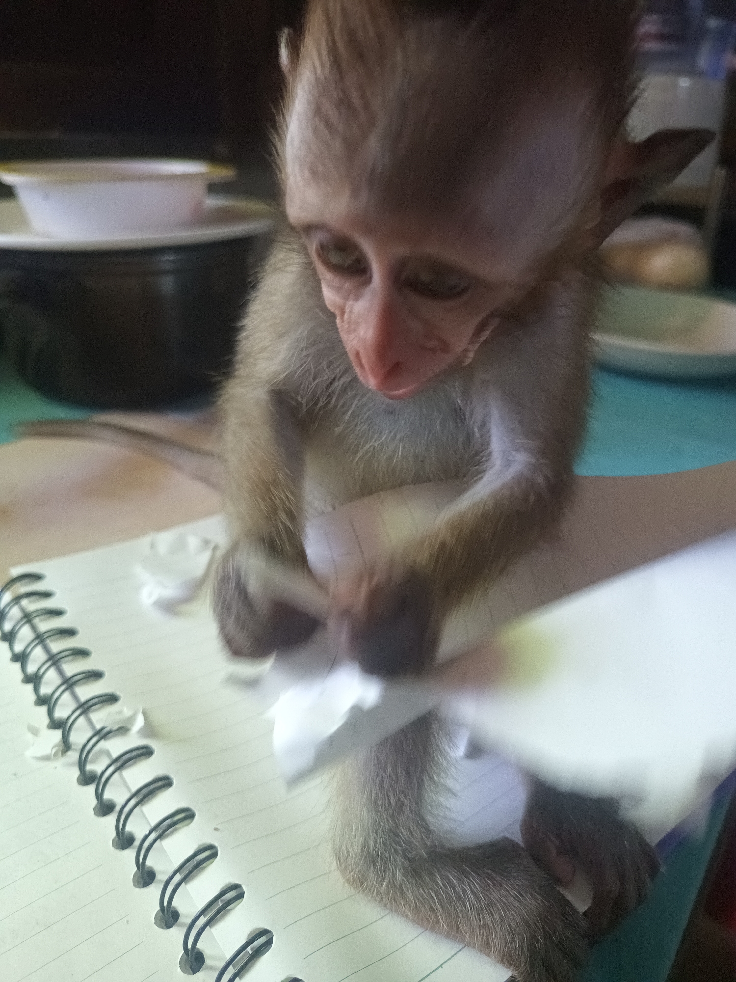 Monkey tears paper while sitting on notebook in Thailand