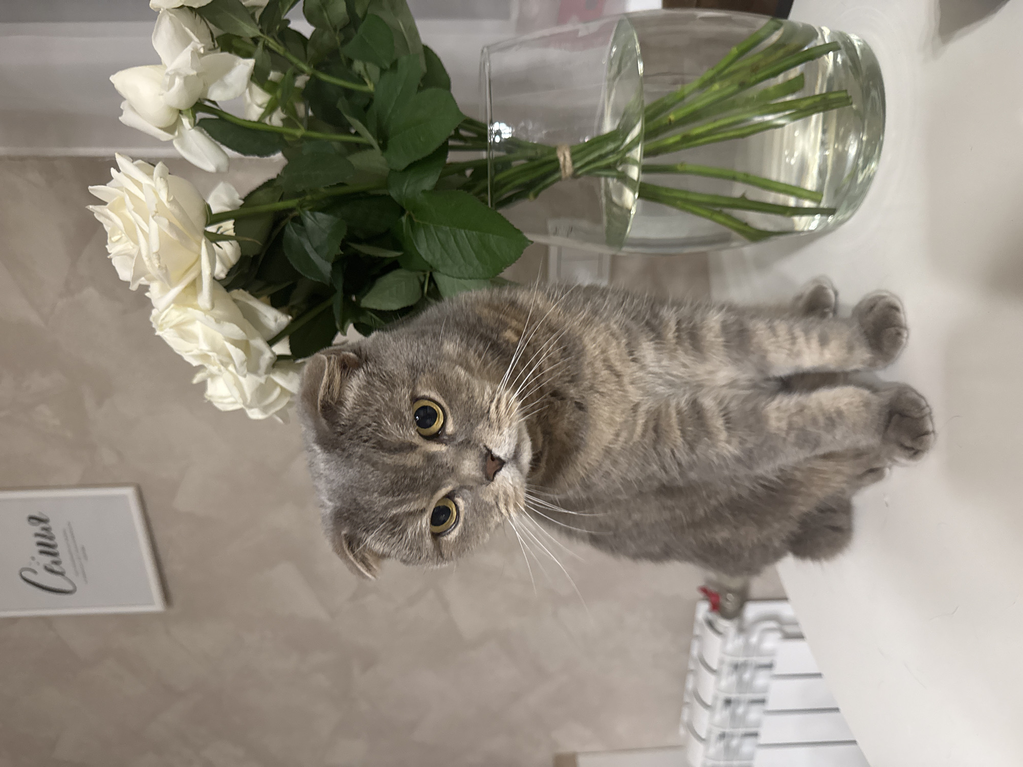 Scottish Fold cat photographed interacting with human in Saratov