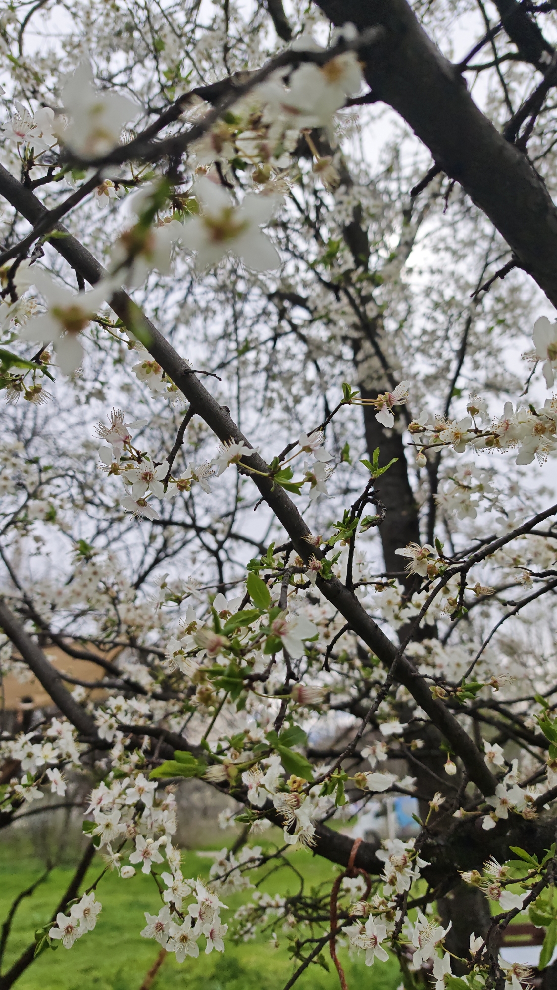 Spring blooms and evergreen trees photographed in Plovdiv