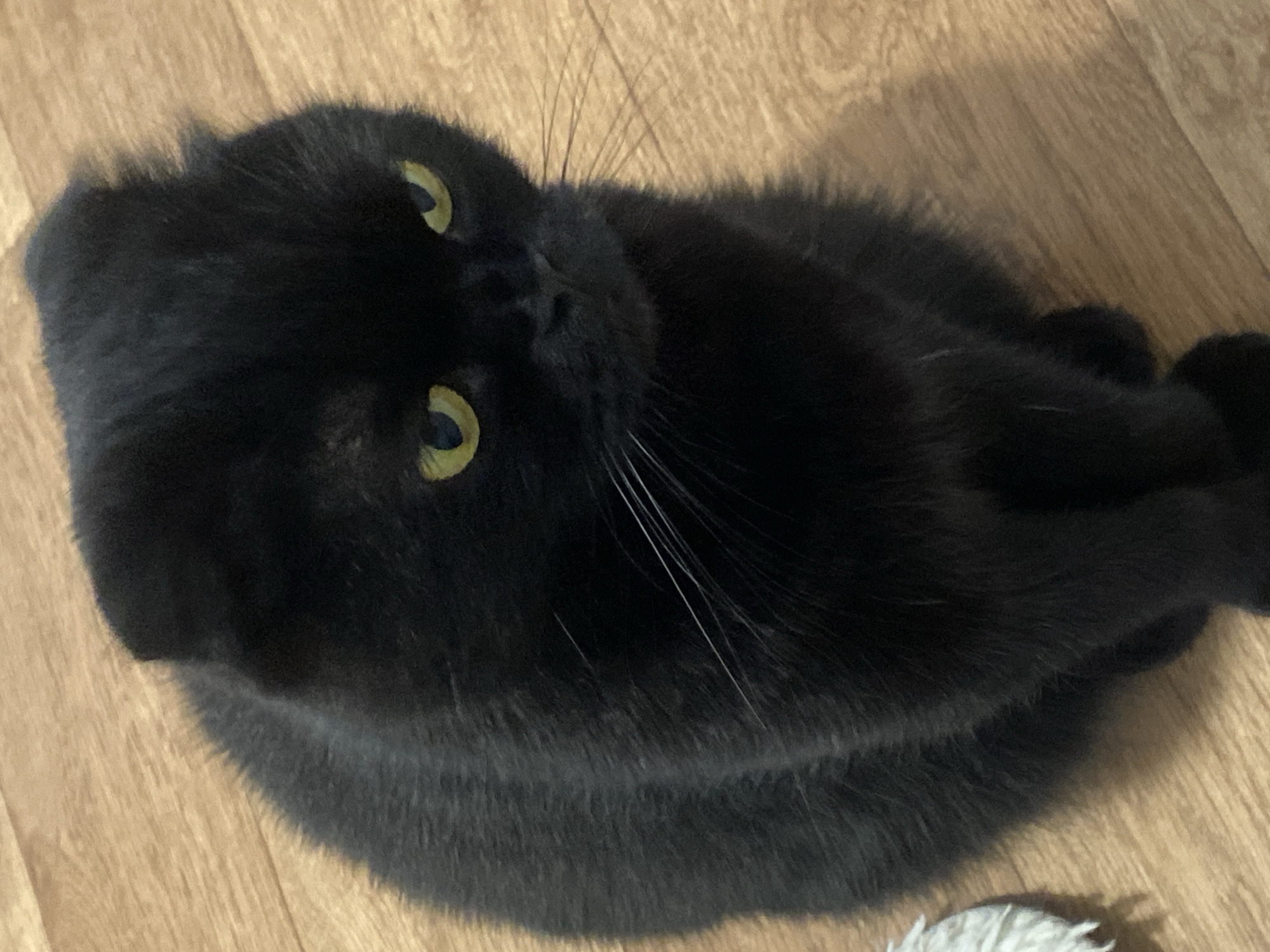Two cats, one wooden floor, multiple angles.