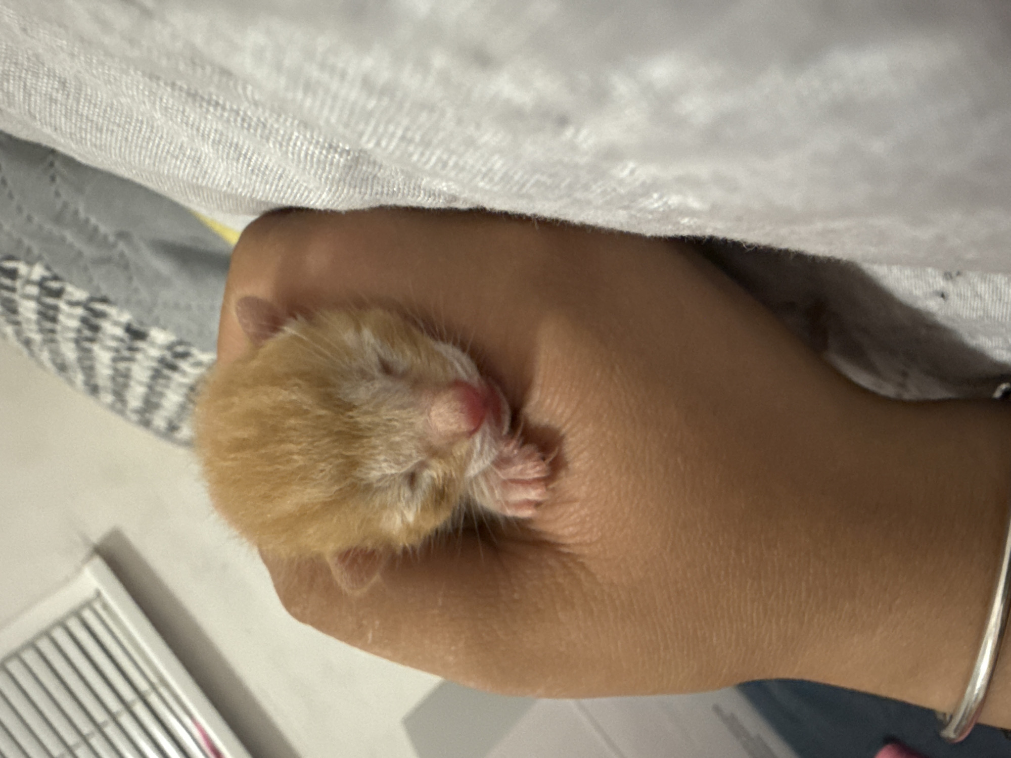 Newborn orange tabby kitten sleeping in a hand, Burgas