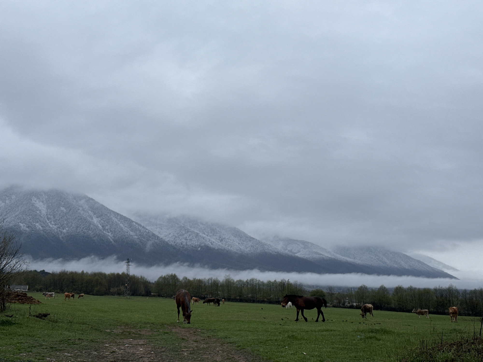 Rural livestock graze near Razlog under cloudy mountain backdrop