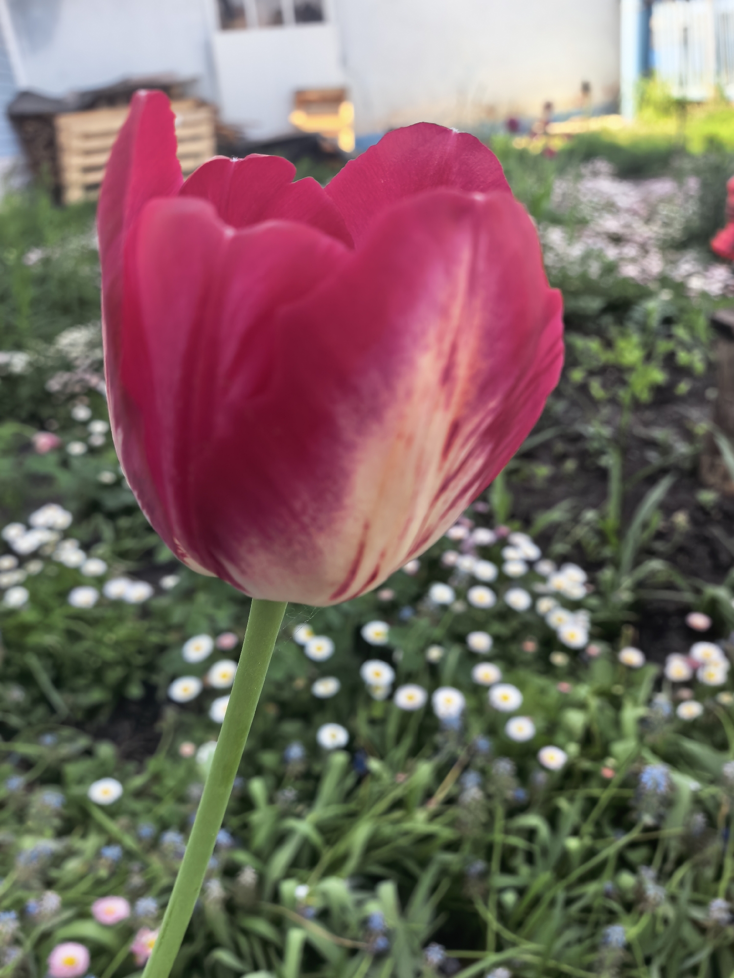 Spring morning flower photography session documented in Sterlitamak garden