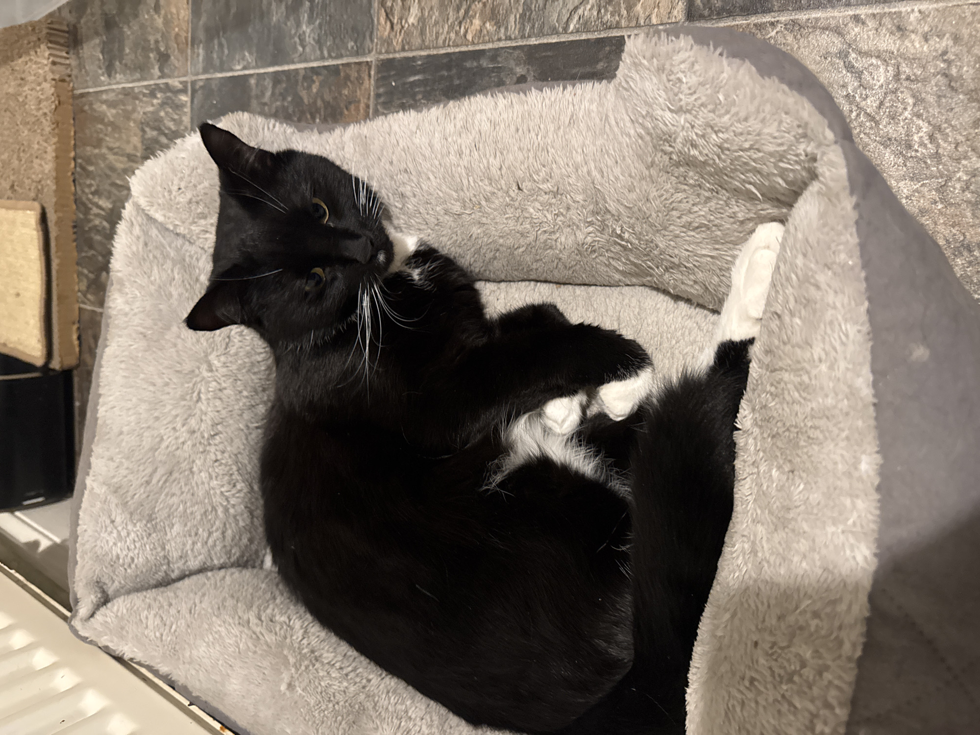 Tuxedo cat rests peacefully in pet bed, Desborough