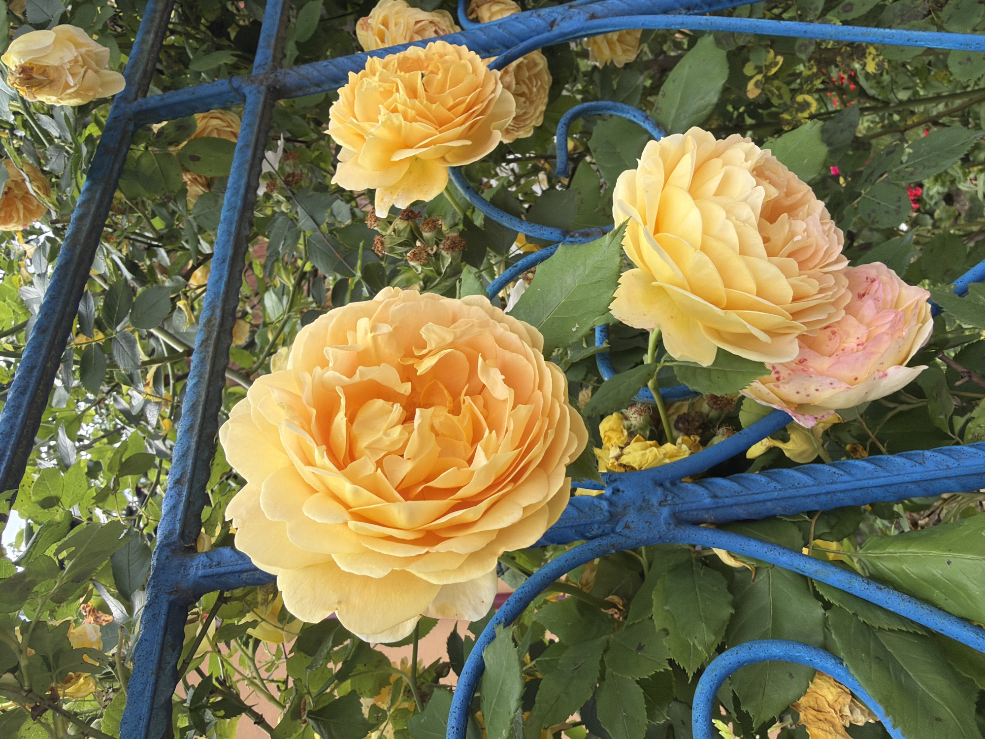 Garden roses in bloom, from tight buds to open flowers