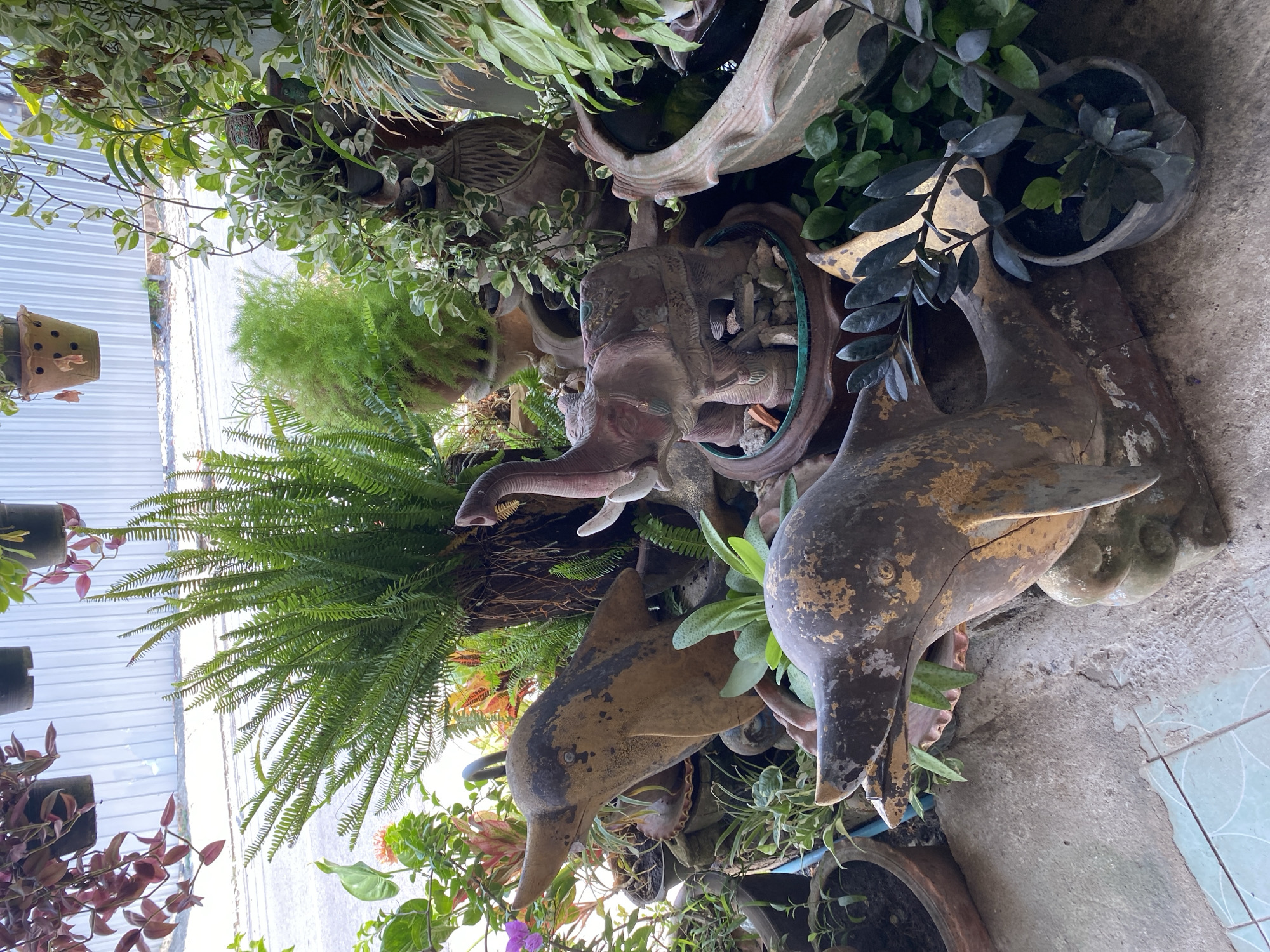 Morning garden scene documented in Choeng Thale, Thailand