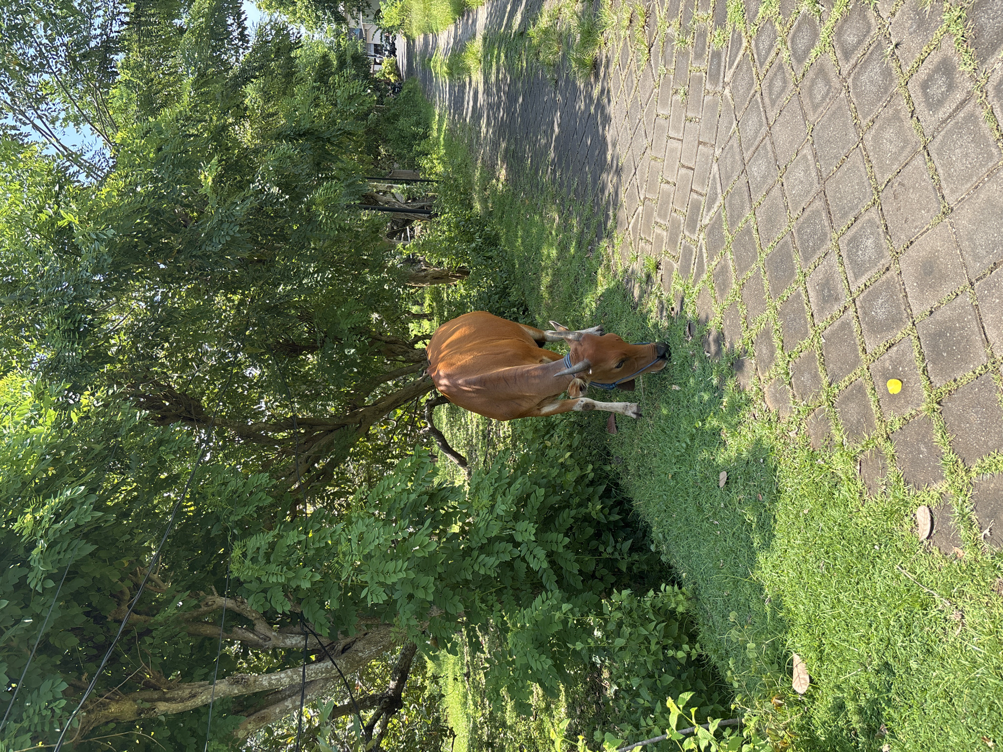 Cow spotted in outdoor Pecatu setting during daylight