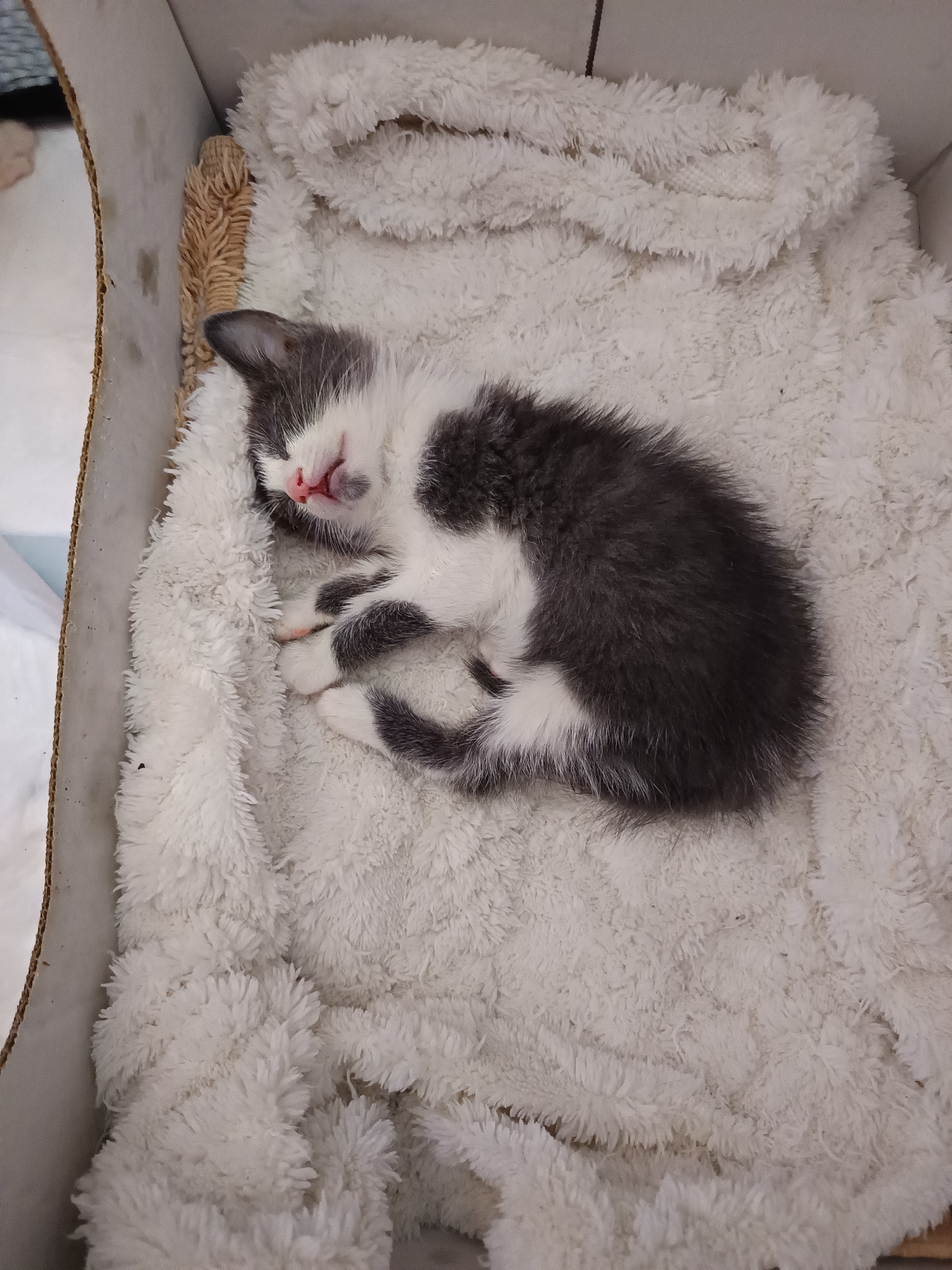 Kitten litter resting and playing in nursery setup
