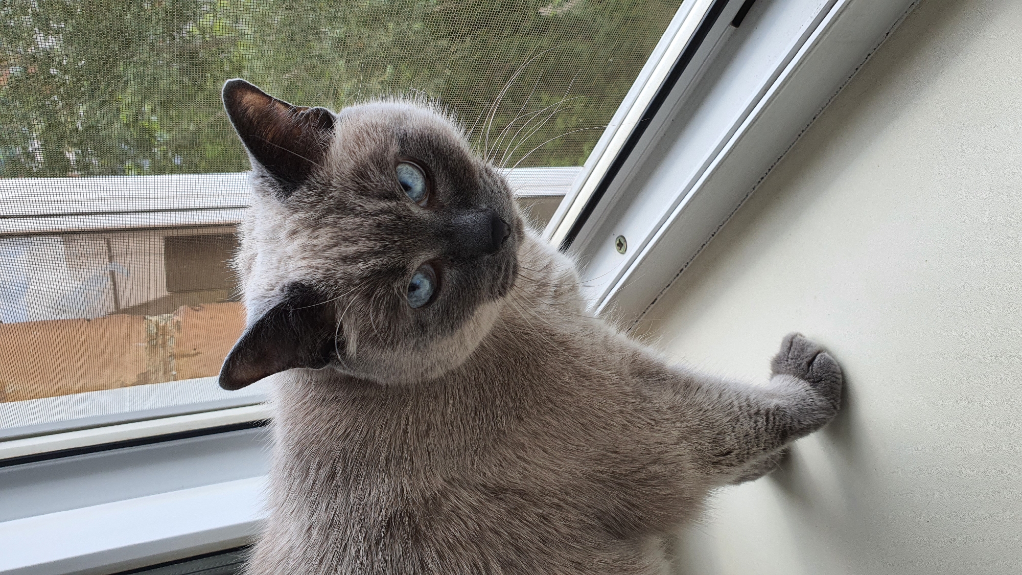 Siamese cat on a Krasnoyarsk windowsill, watching the world outside.
