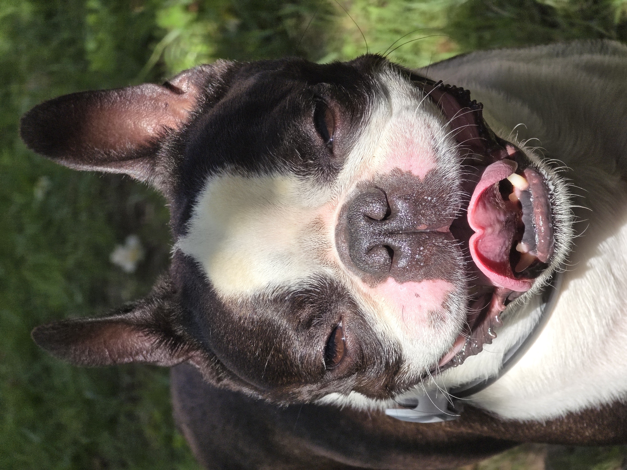 Lazy summer morning in a Voluntari backyard with a Boston Terrier