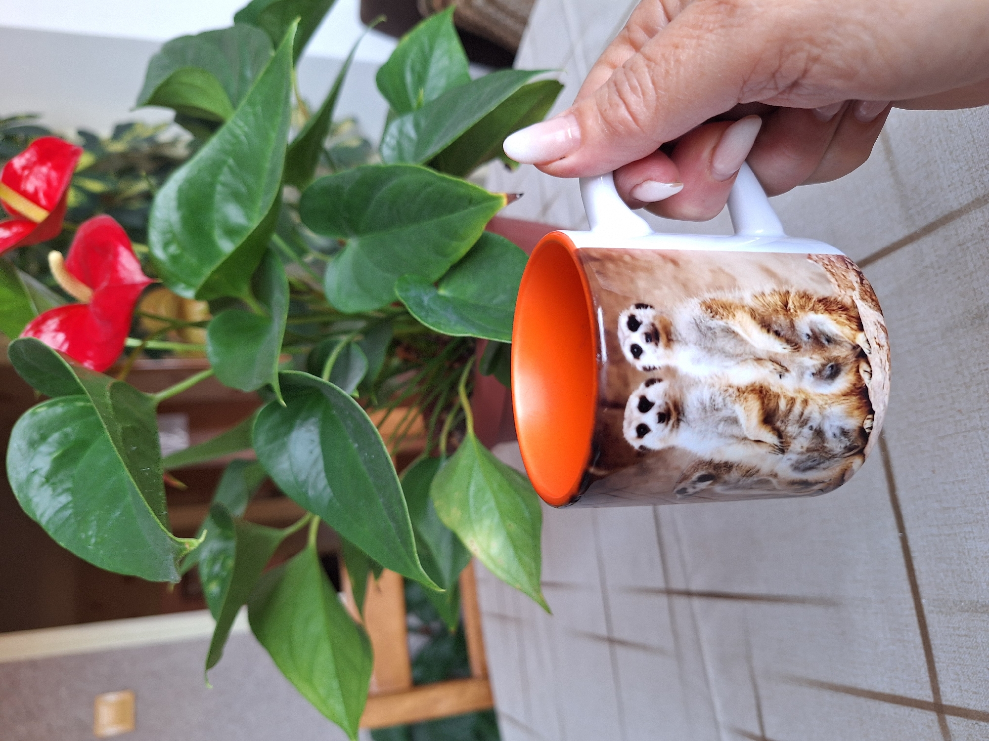 Morning coffee moment captured with houseplant in Montana, Bulgaria