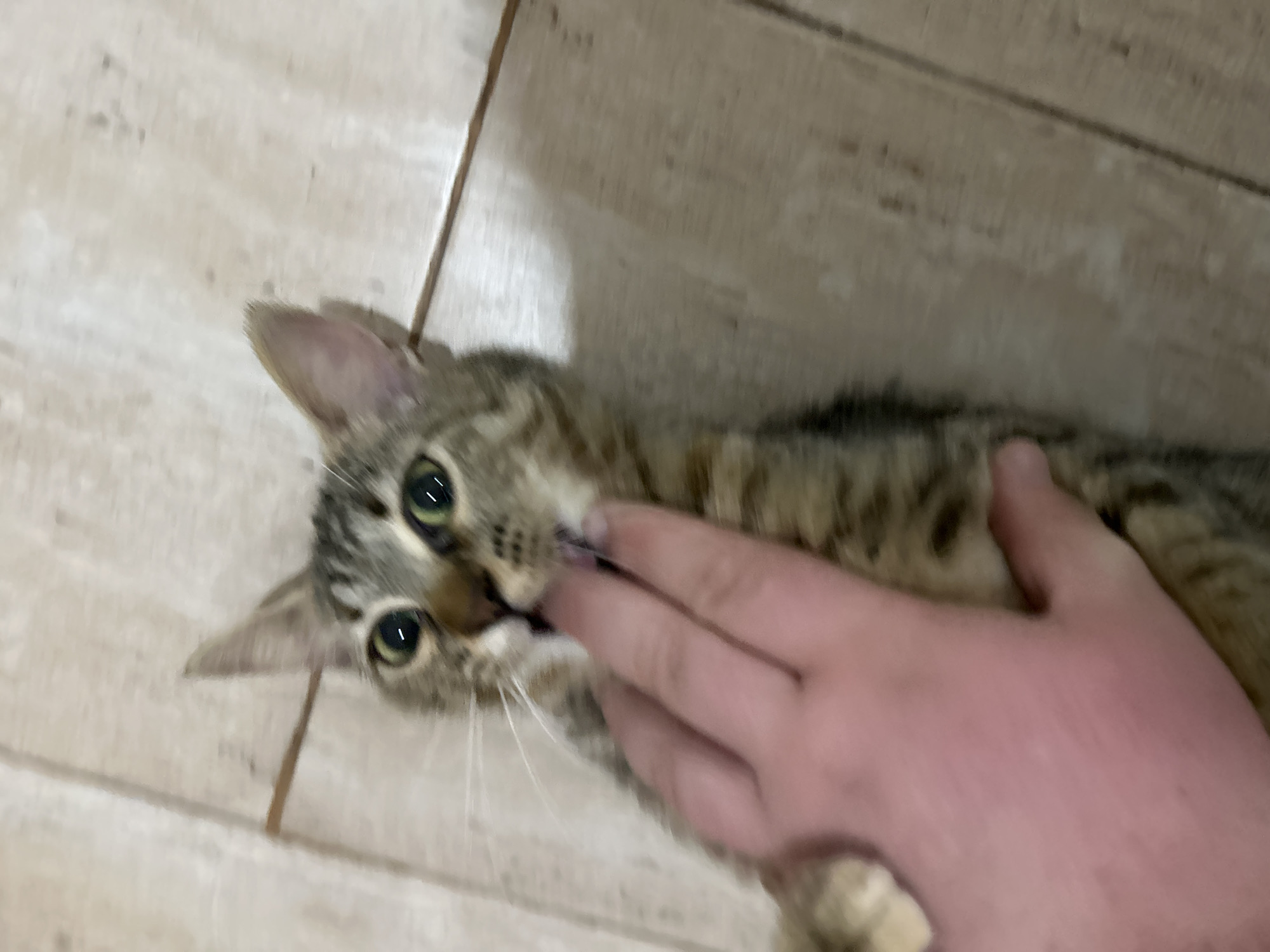 Tabby cat plays with owner in Bulgarian home