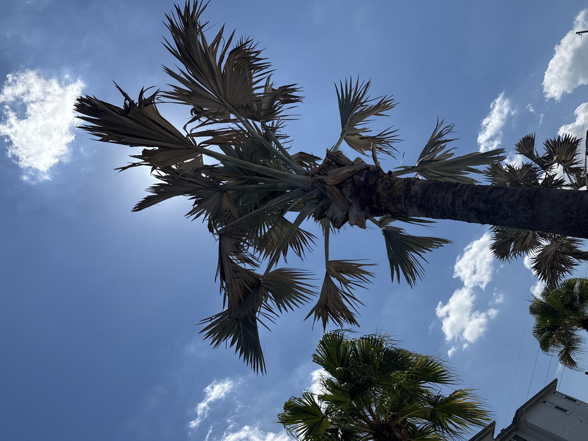 Orlando residents capture palm trees and playful puppy moments