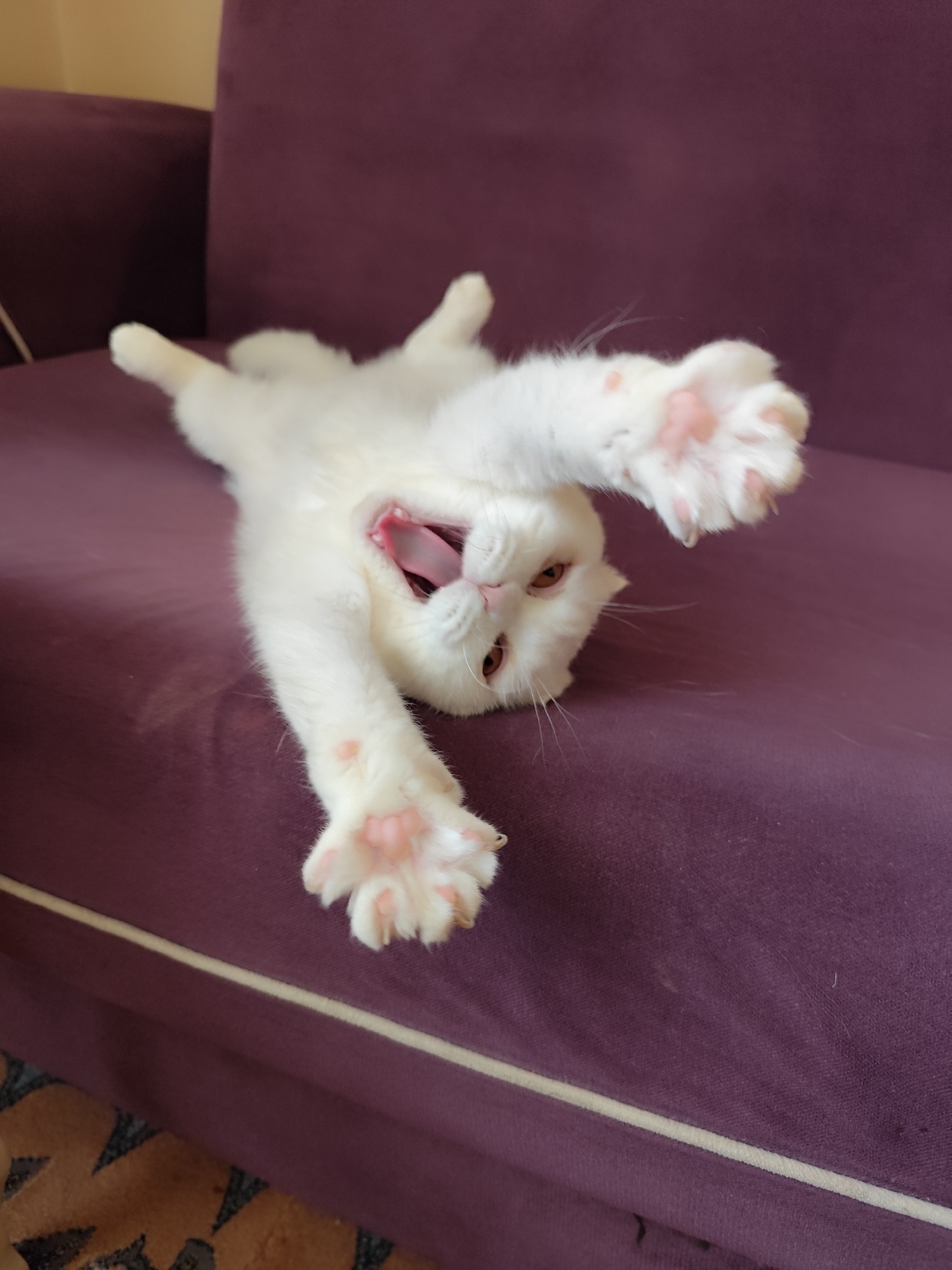 Woman documents morning routine with white cat in Istanbul home