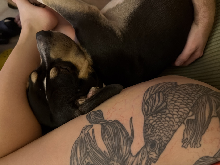 Tel Aviv resident documents cozy Valentine's evening with pets