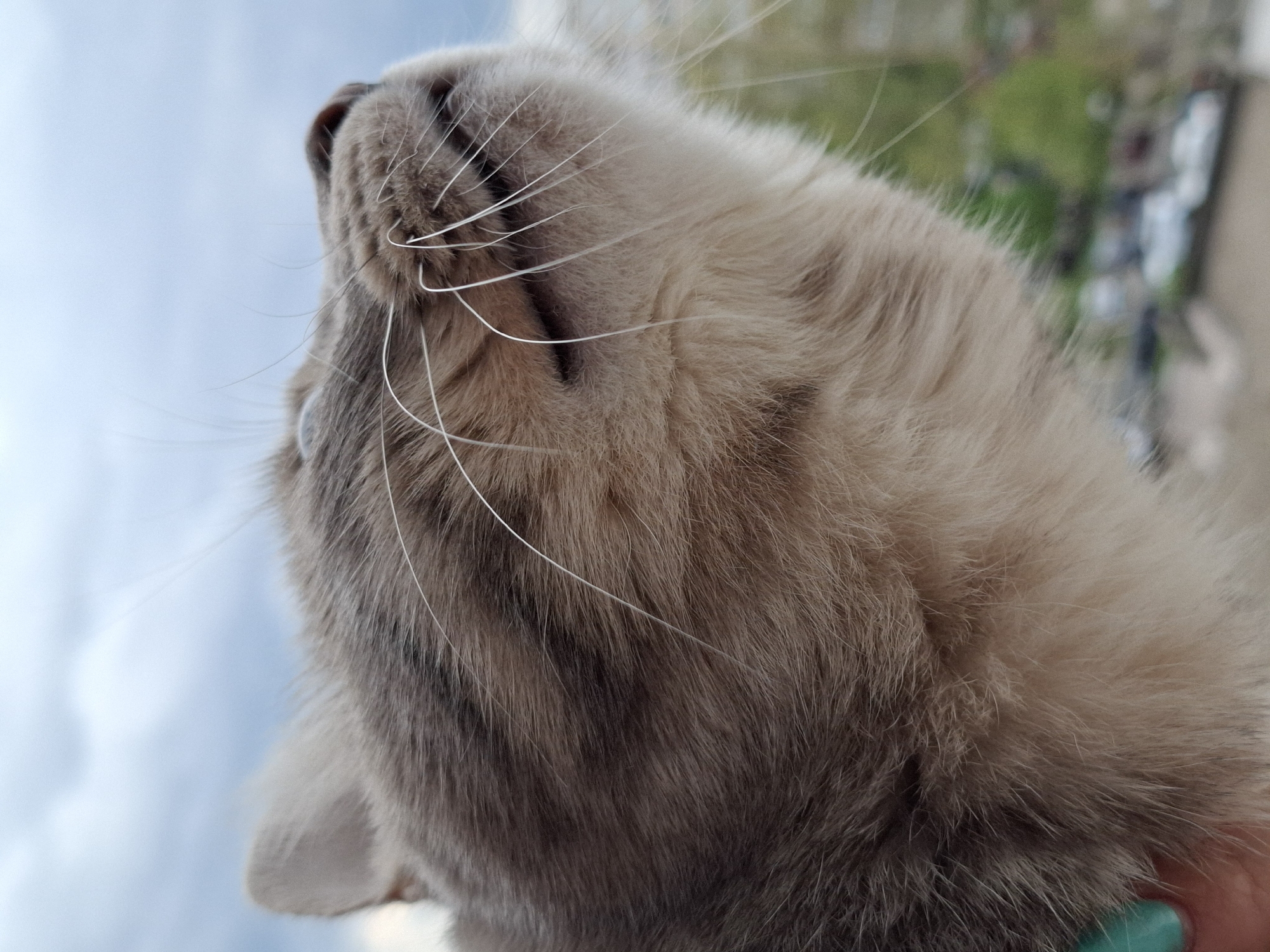 Tabby cat photographed resting on windowsill in Novi Sad
