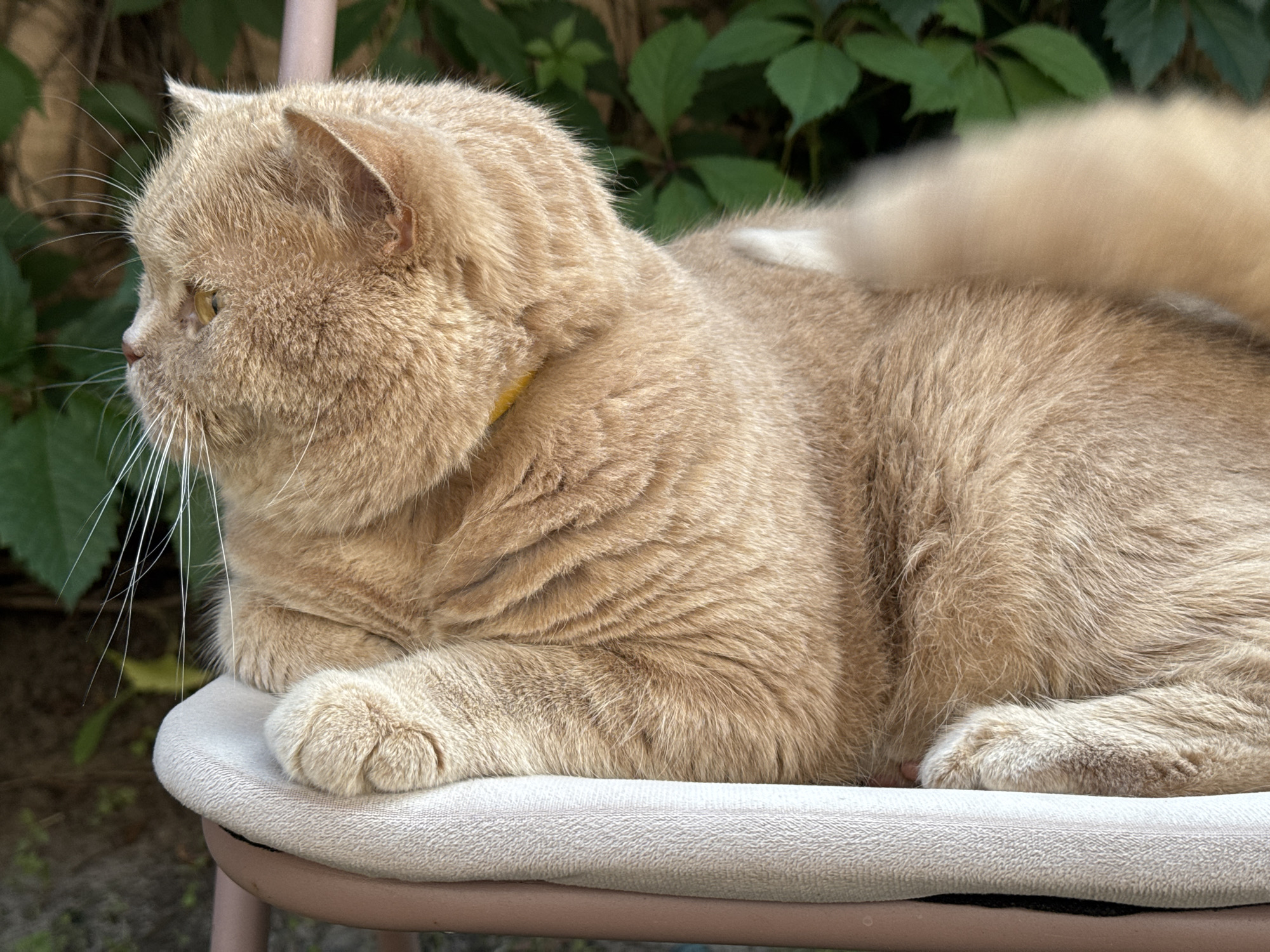 Lazy afternoon documented: ginger cat's daily routine across three hours