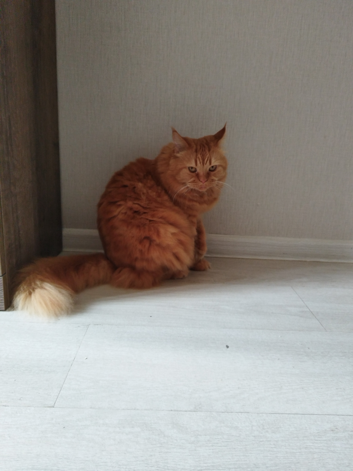 Ginger cat chills and grooms on a wooden floor in Sochi